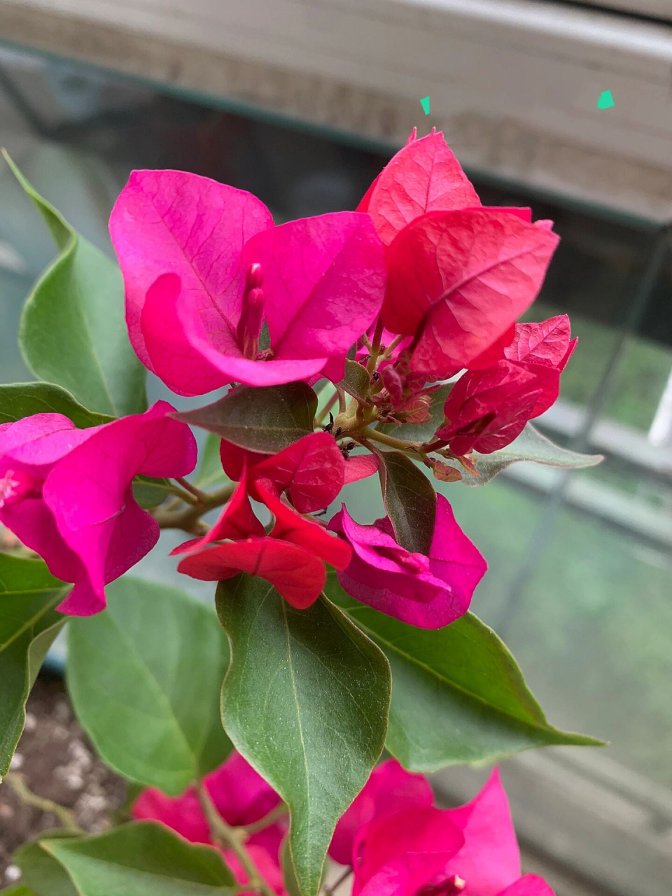 三角梅菲菲娜和黑玫瑰开花对比图 三角梅菲菲娜和黑玫瑰10月开花对比