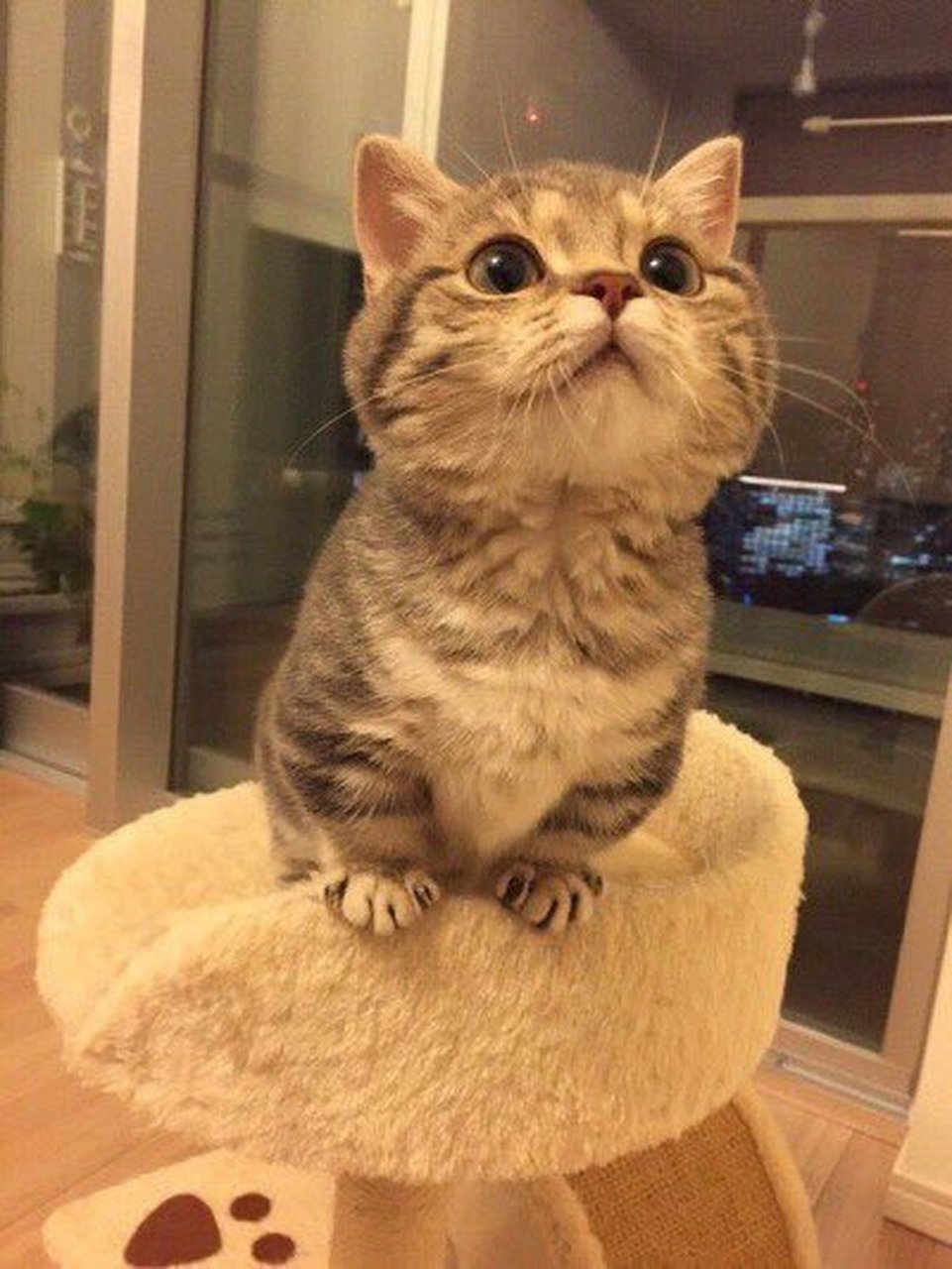 这只小短腿眼神中充满了渴望与期待,萌死了!