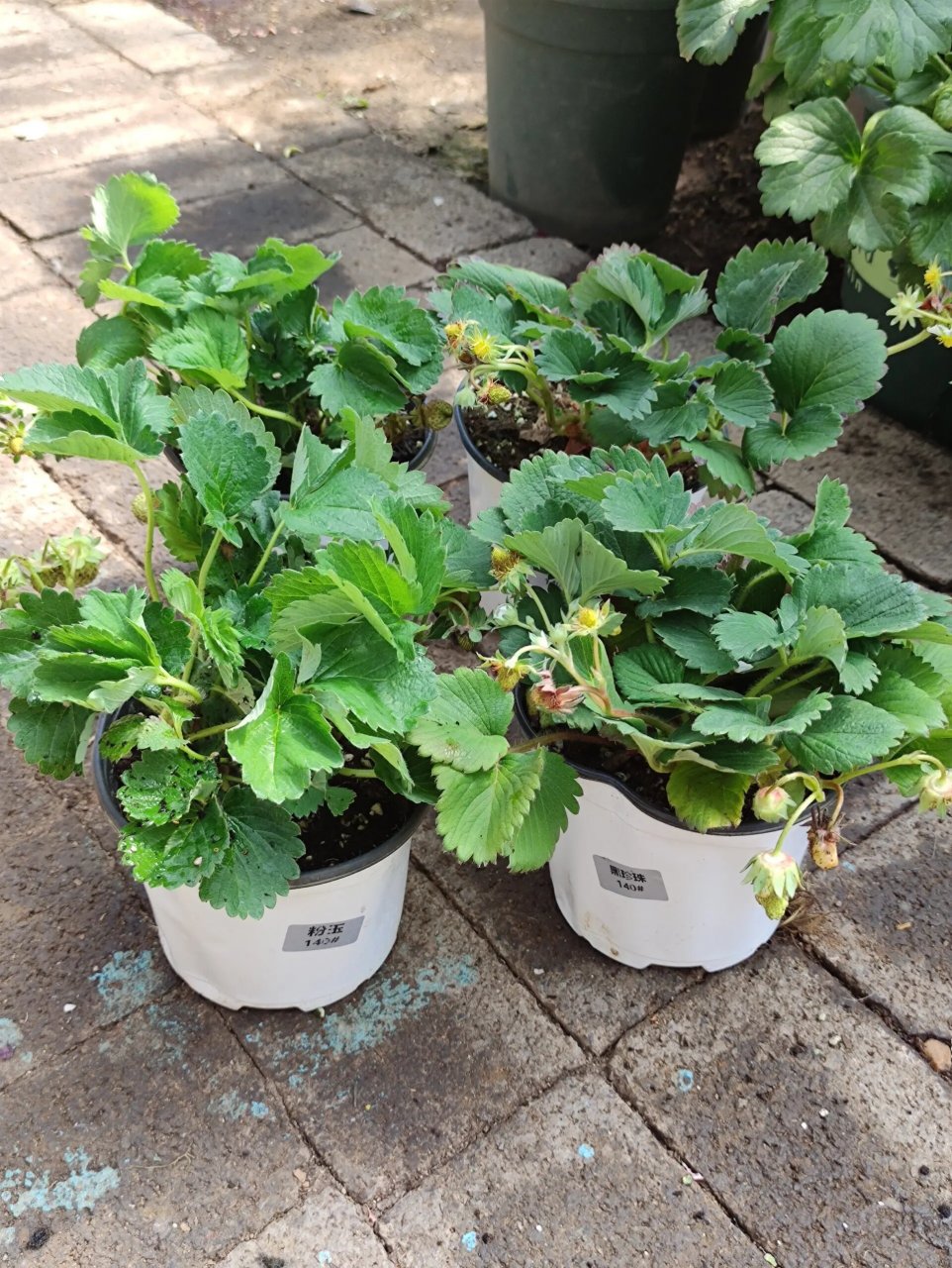 9四盆的草莓苗,收到的真不错!