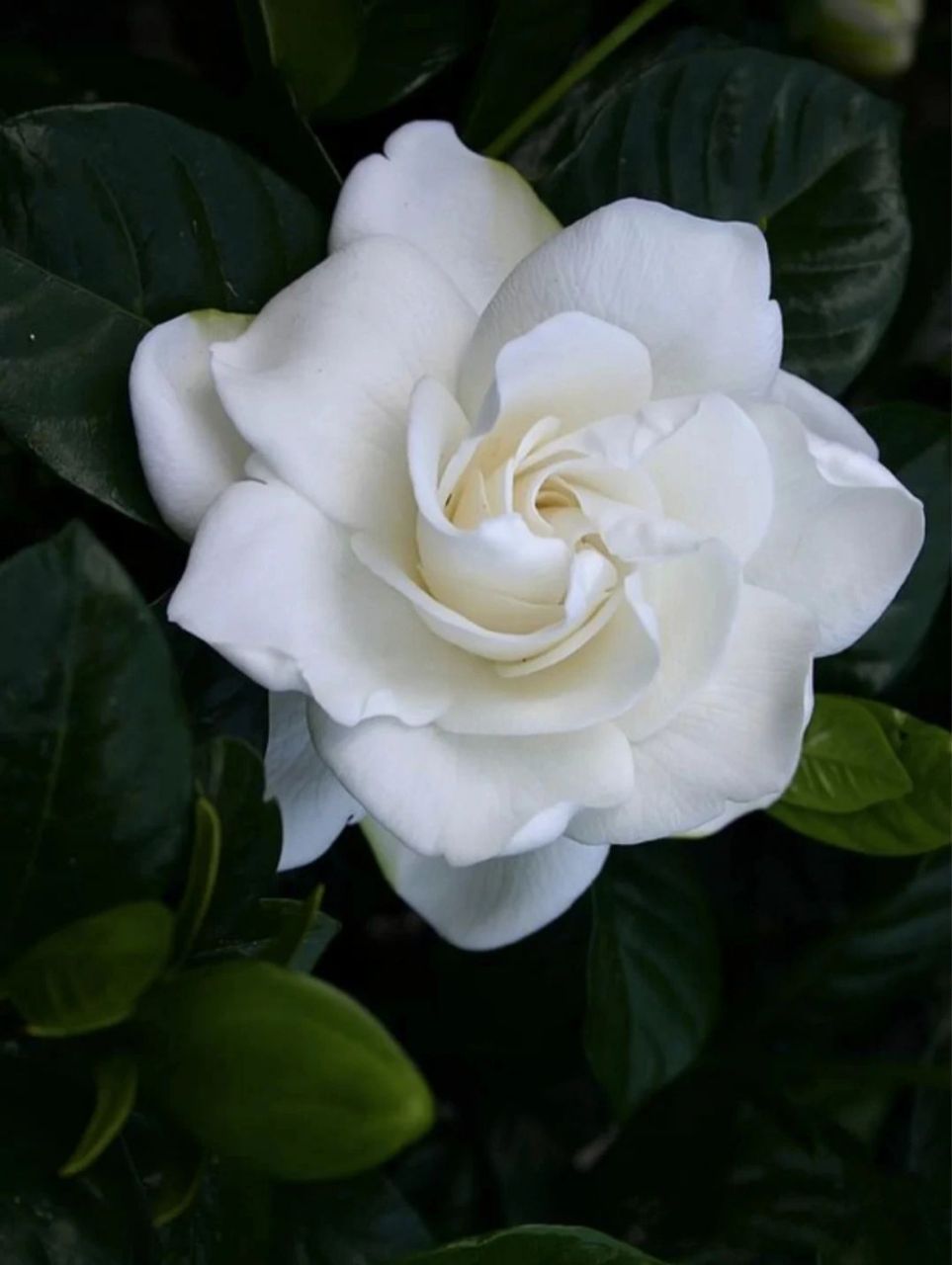 分享好看的栀子花图片 73栀子花的花语:喜悦,坚强,永恒的爱与约定