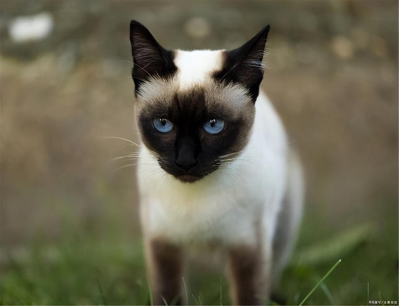 巴厘猫多少钱一只巴厘猫价格