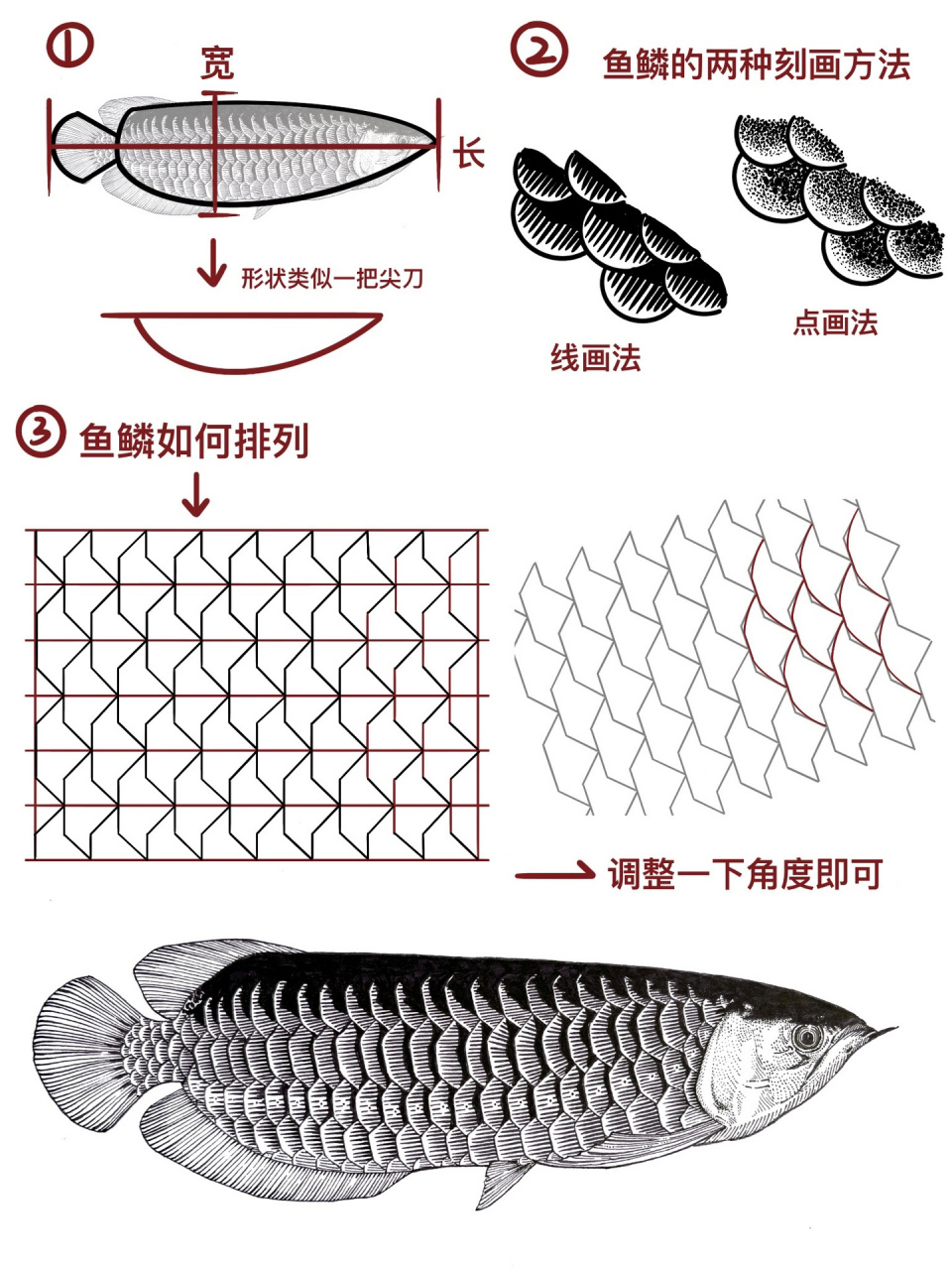 金龙鱼图片素描作品图片