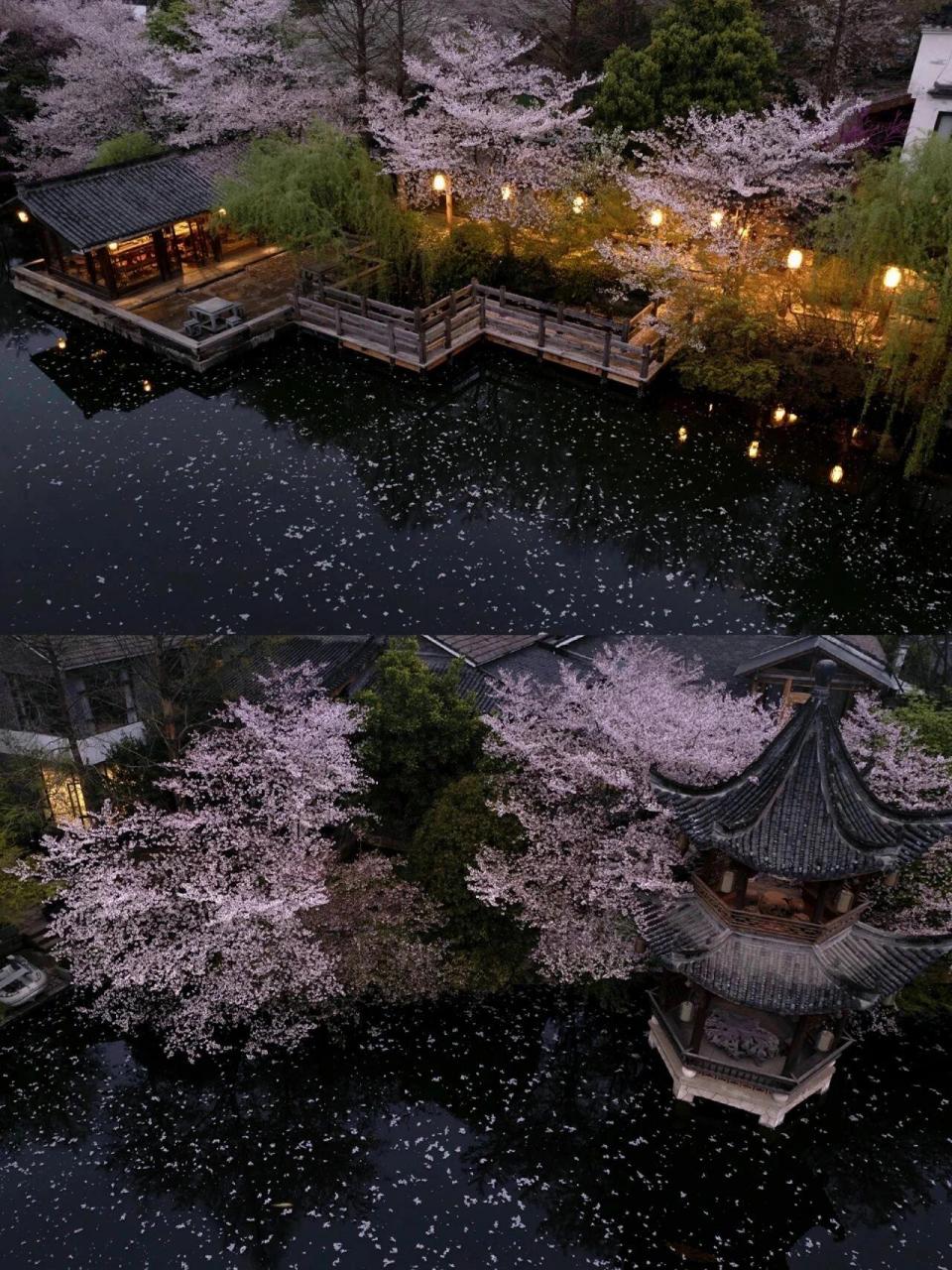 在杭州看落英缤纷99门票80但没人,你会去吗?