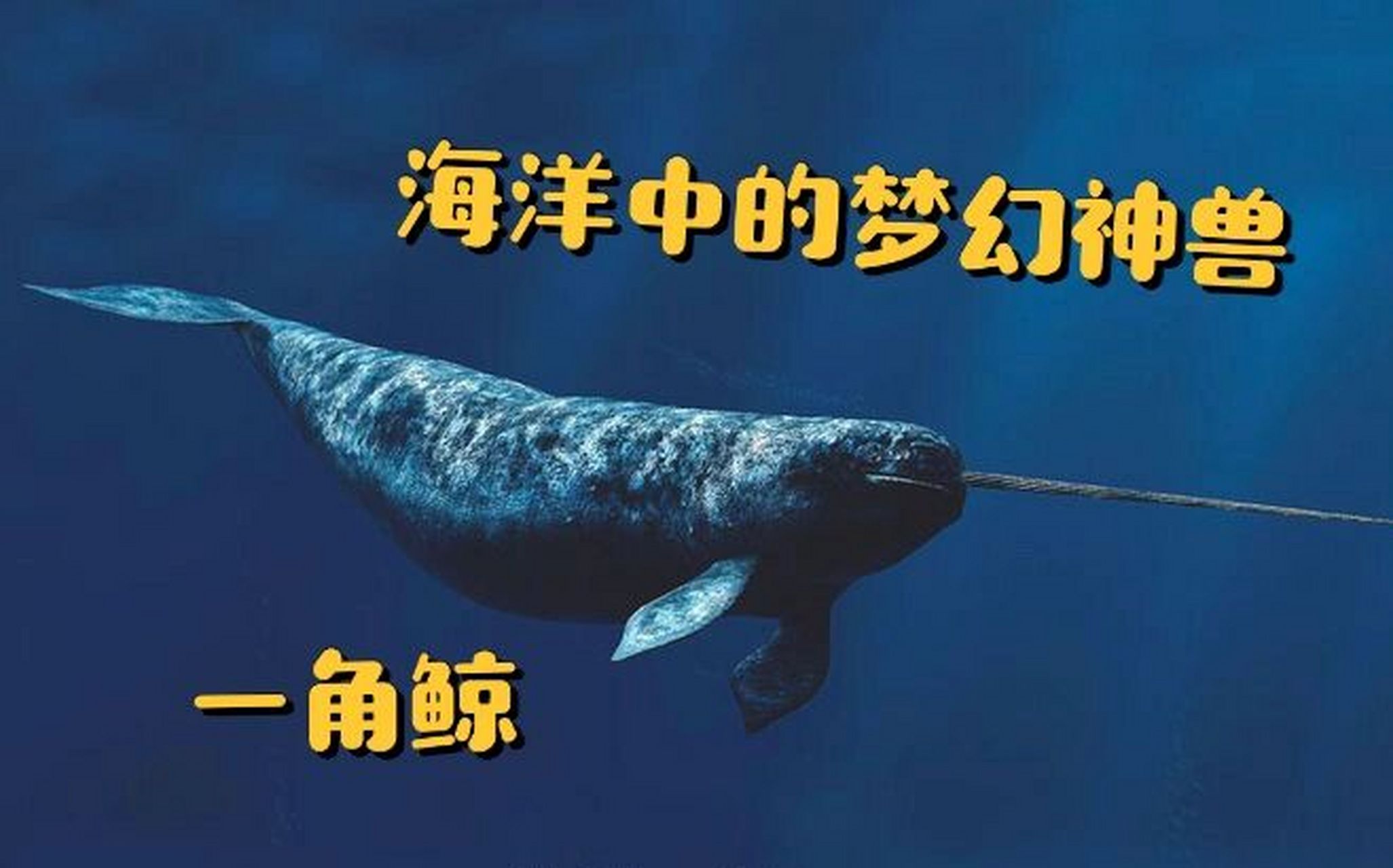 95一角鲸又称独角鲸,是生活在极北海域中的奇特鲸鱼