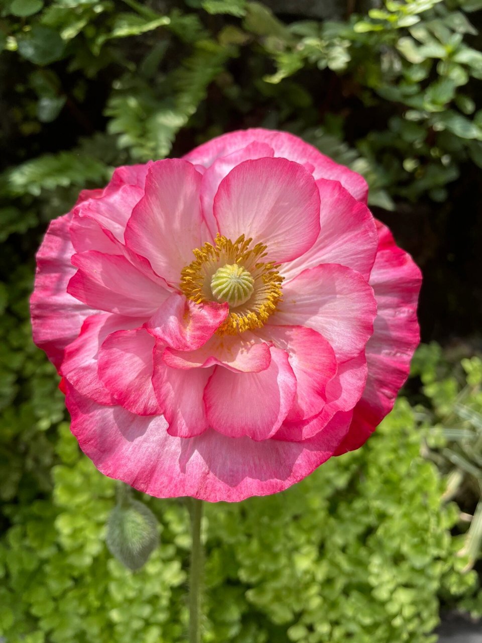 雪莉系列虞美人 任何人没有种过我都会伤心的,安利!安利!安利