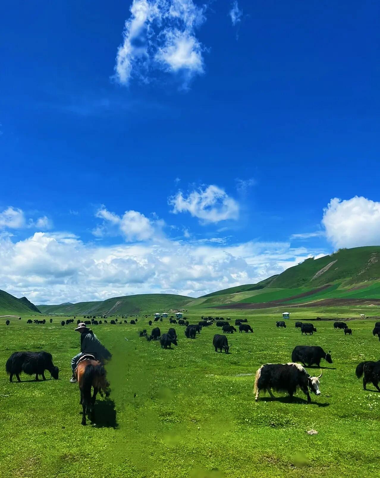 甘南美仁大草原 甘南美仁大草原,位于甘肃省甘南藏族自治州,是中国