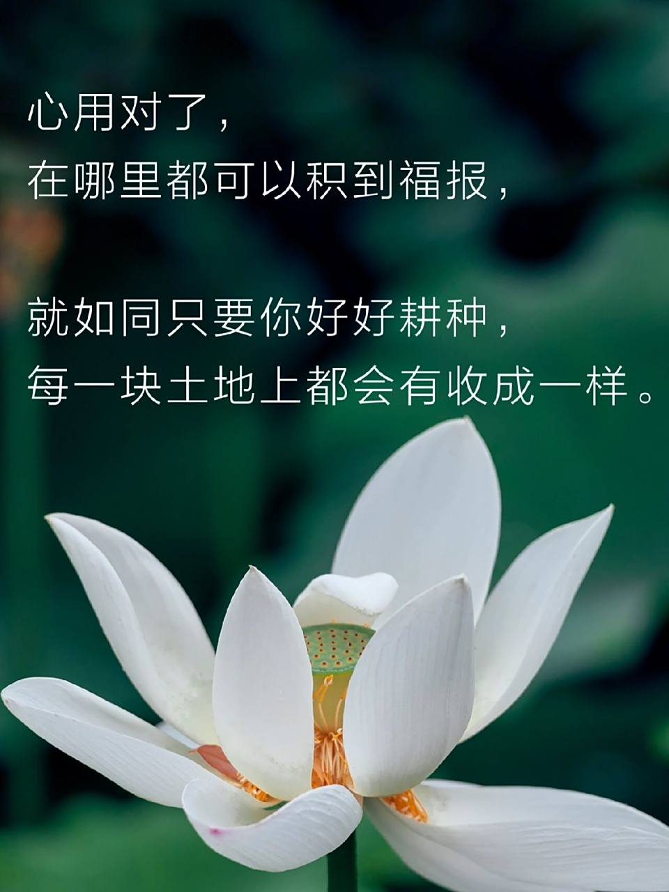 怎样才能积到福报? #禅悟人生