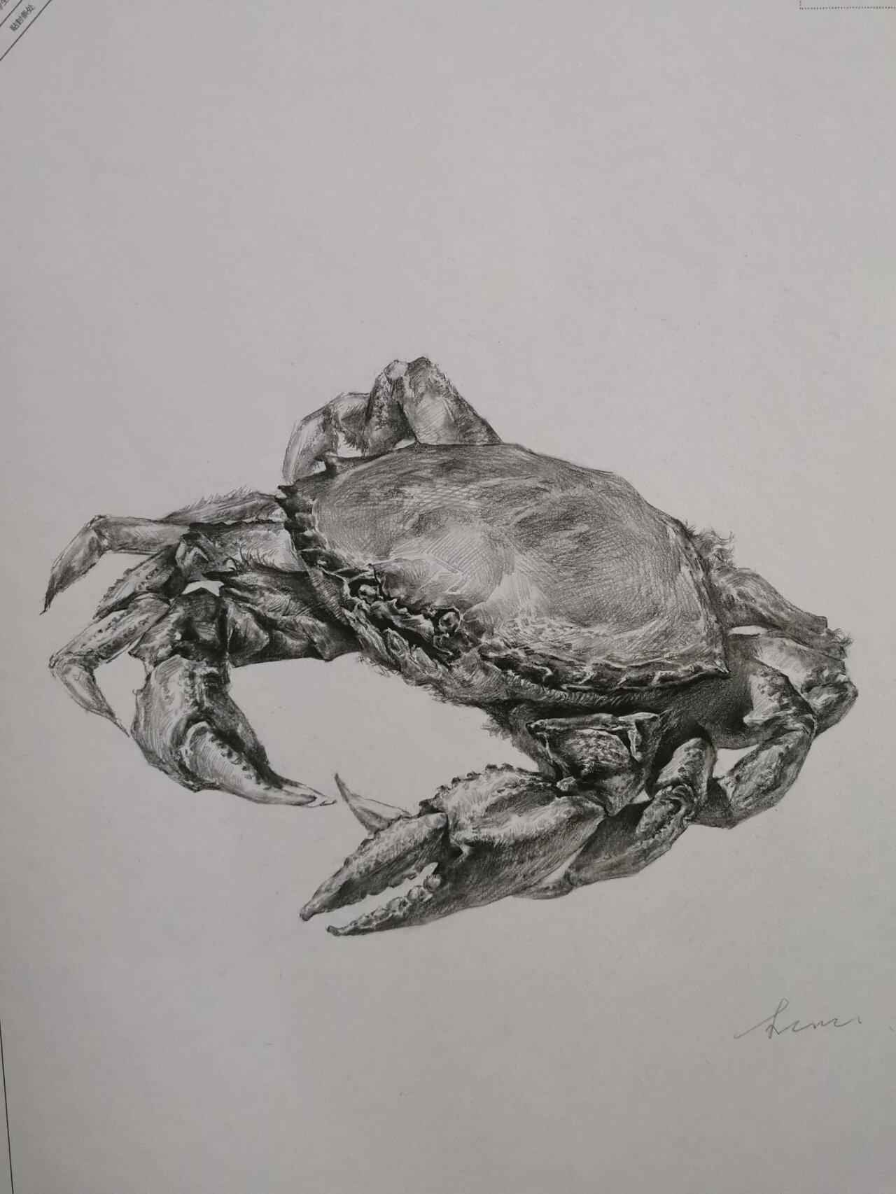 素描静物 螃蟹 步骤