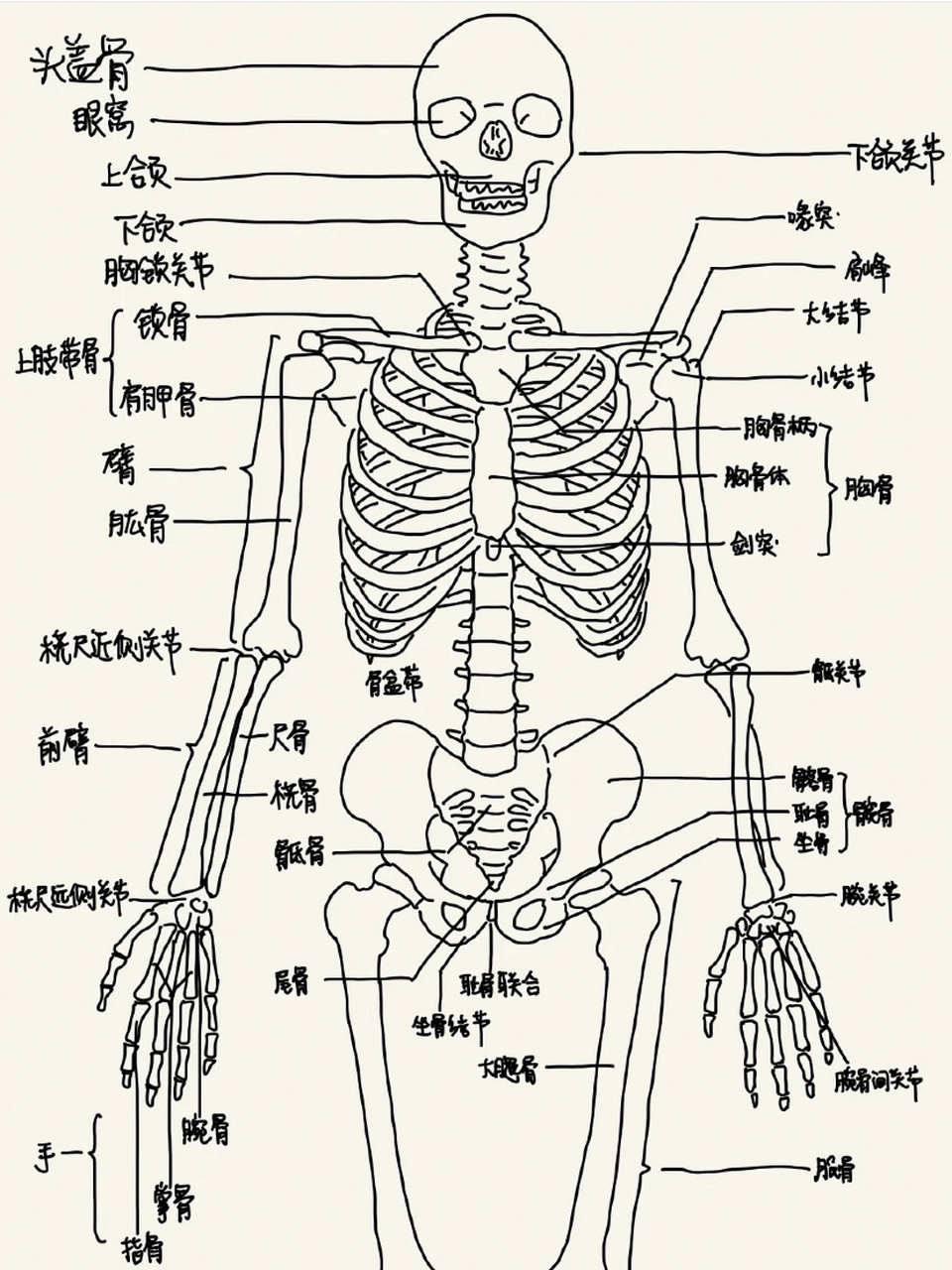 人体结构图简笔画画法图片