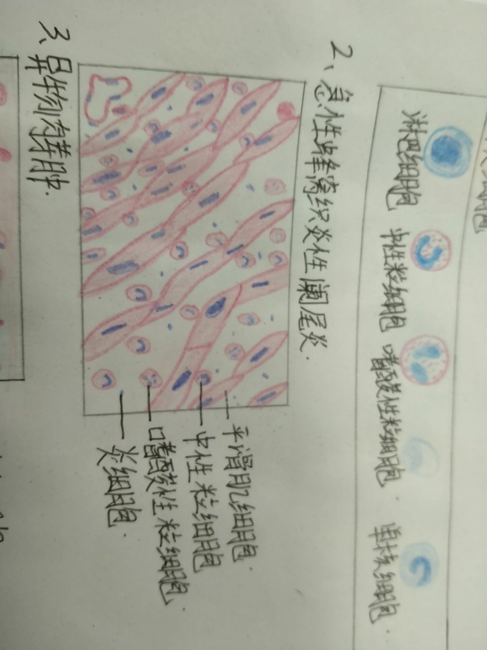 病理学部分红蓝铅笔绘图 清理库存,发布一些部分实验切片观察手绘图