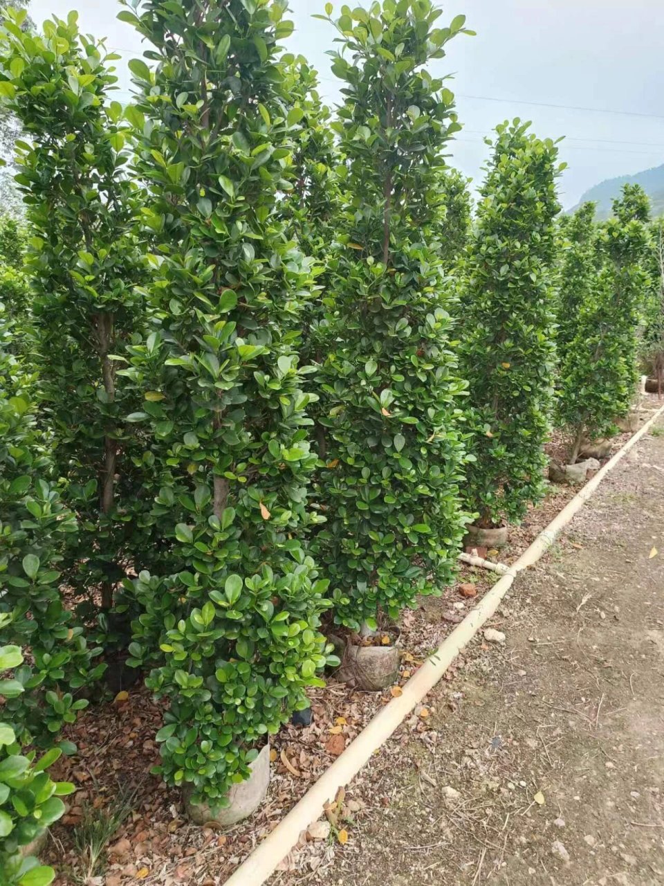 火山榕 品种叫火山榕