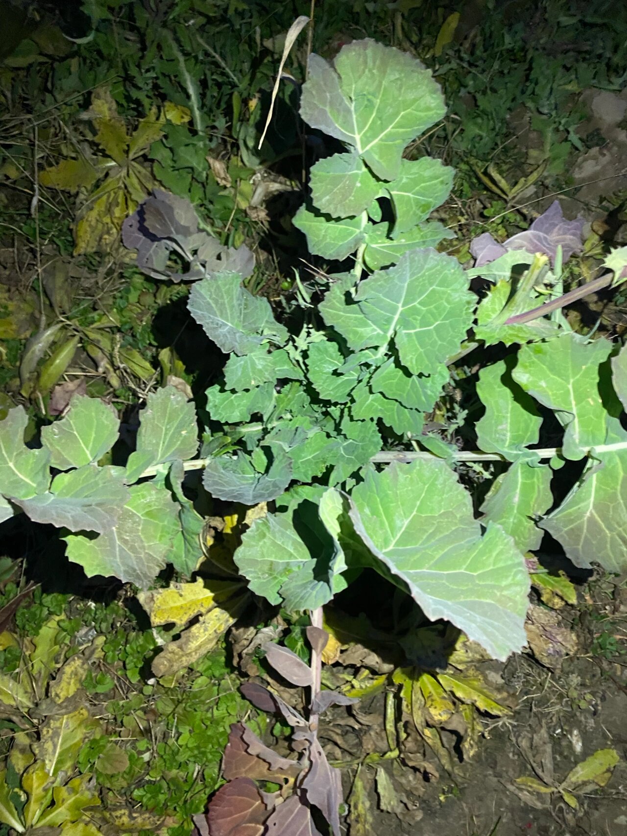 野菜!可能是鸟粪带来的种子～雪里蕻,油菜