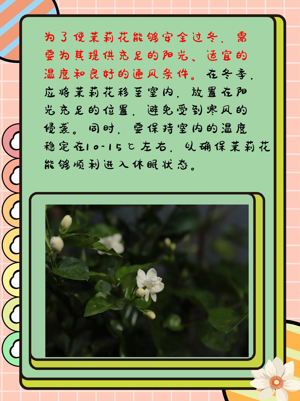 茉莉花养殖技巧图片