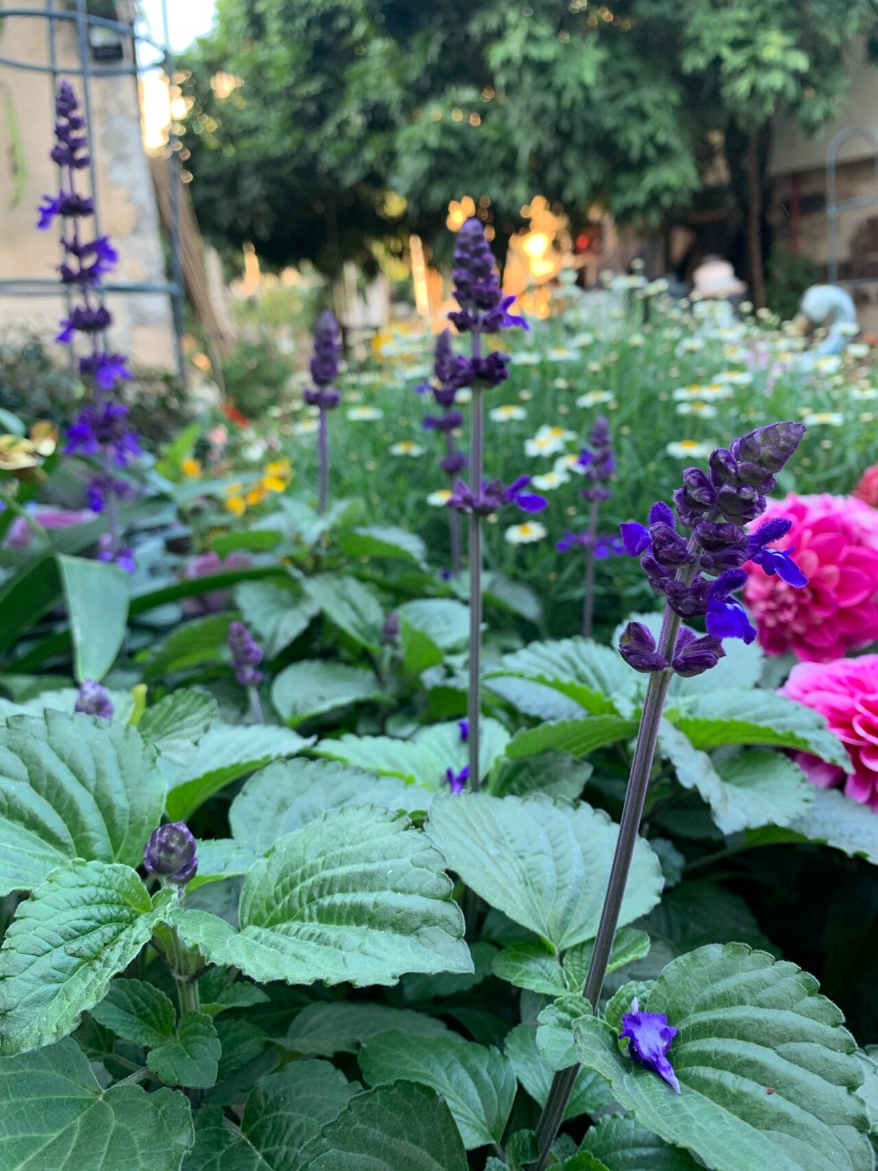 鼠尾草(蓝霸&一串蓝)从小苗到开花 鼠尾草挺神奇的,夏天开浅蓝色冷凉