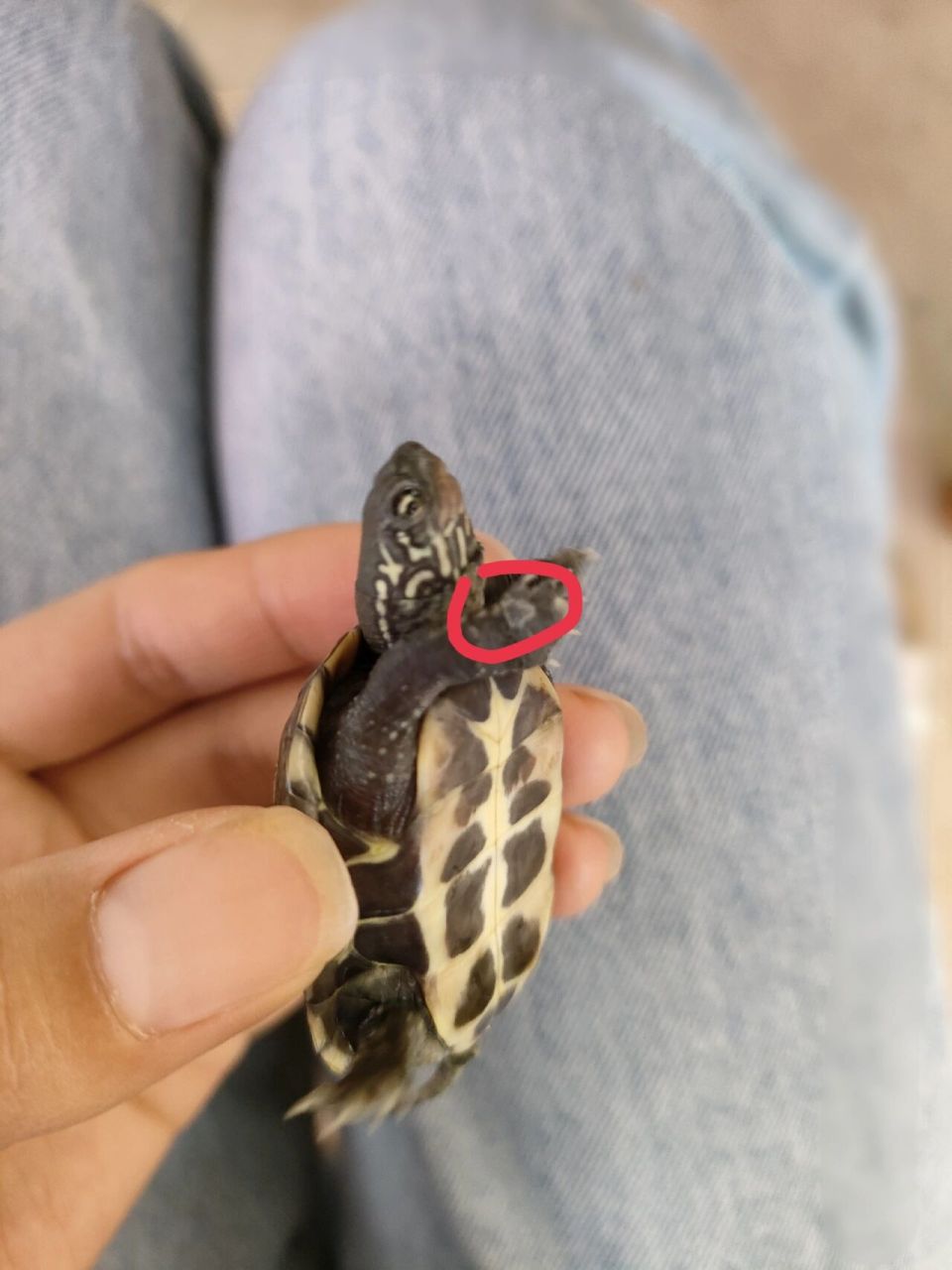 有一个问题 98乌龟脚上为什么会像蜕皮一样有白色小圈,是生病了吗?