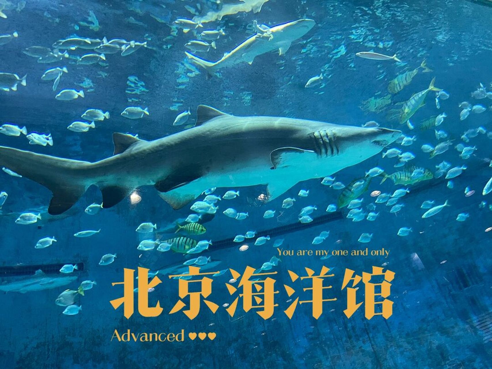 北京海洋馆 游玩攻略|附海洋馆表演时间表 96 立秋之后的北京,微风