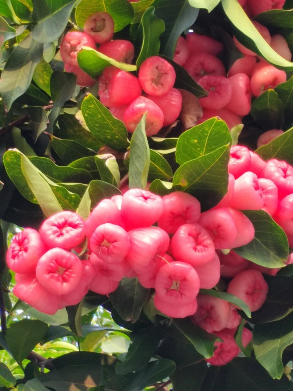 今年的雾莲又大又多! 731573157315