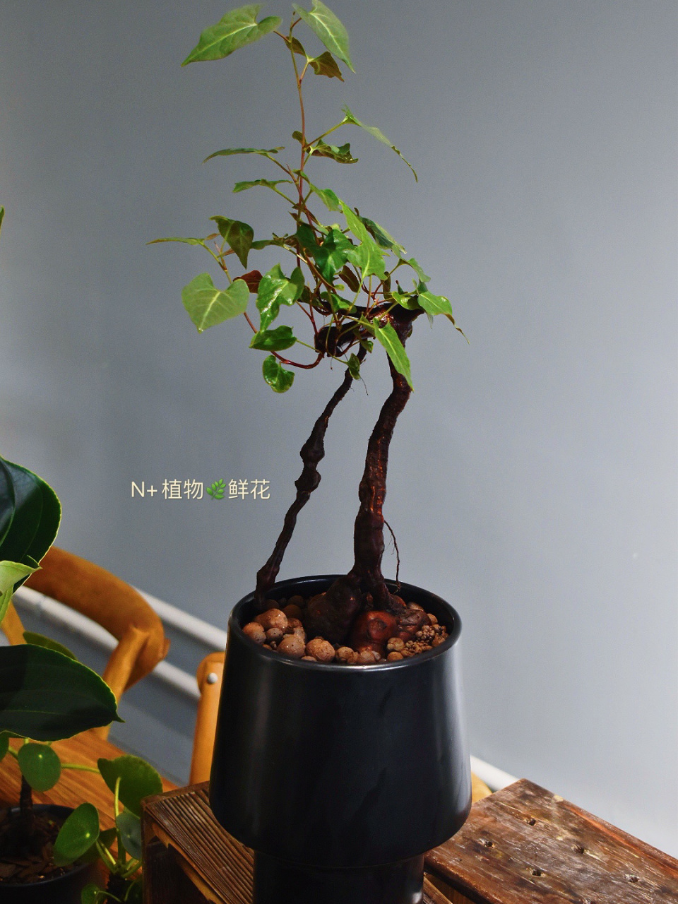 何首乌绿植 虽然它是中药,但是作为盆栽来说颜值还是特别高的!