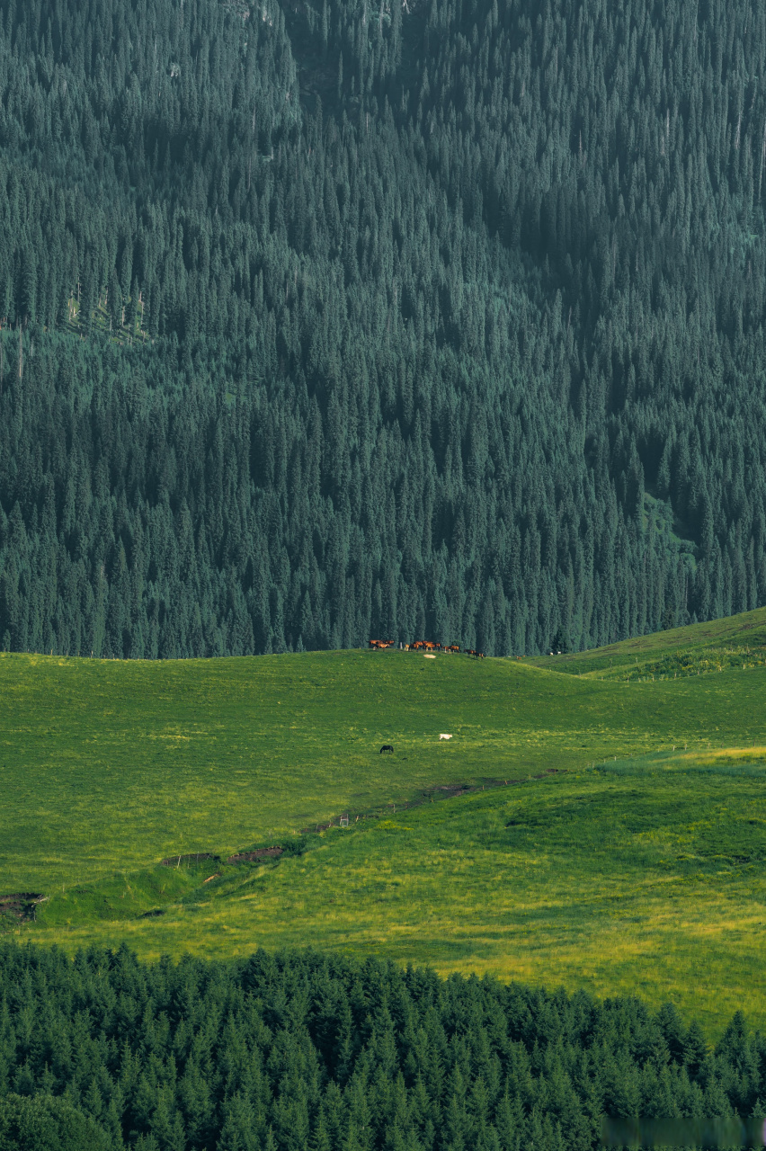 恰西国家森林公园,西天山下的画廊.