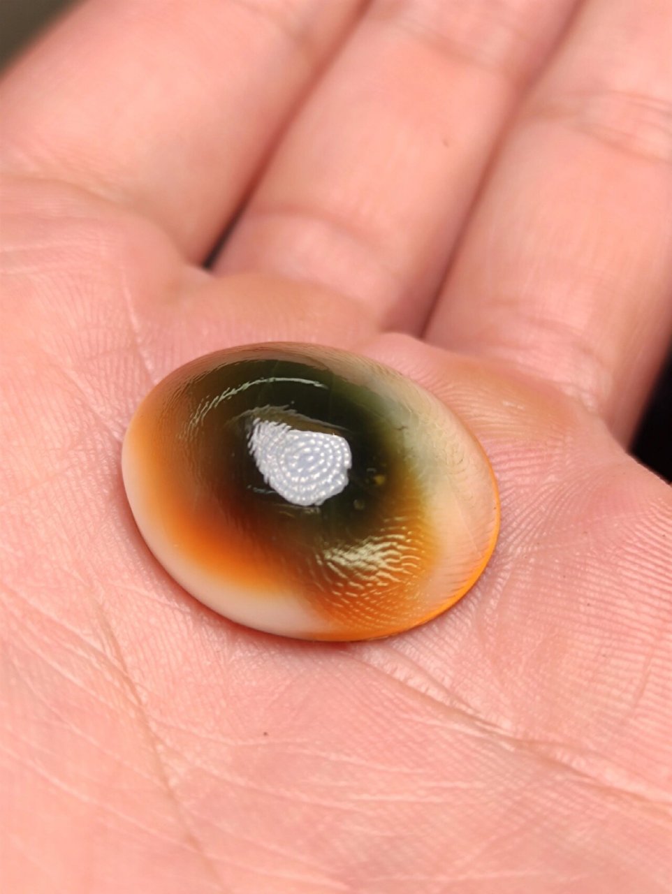 蝾螺的口盖比一般的品种厚很多,有的时候也会被当成化石