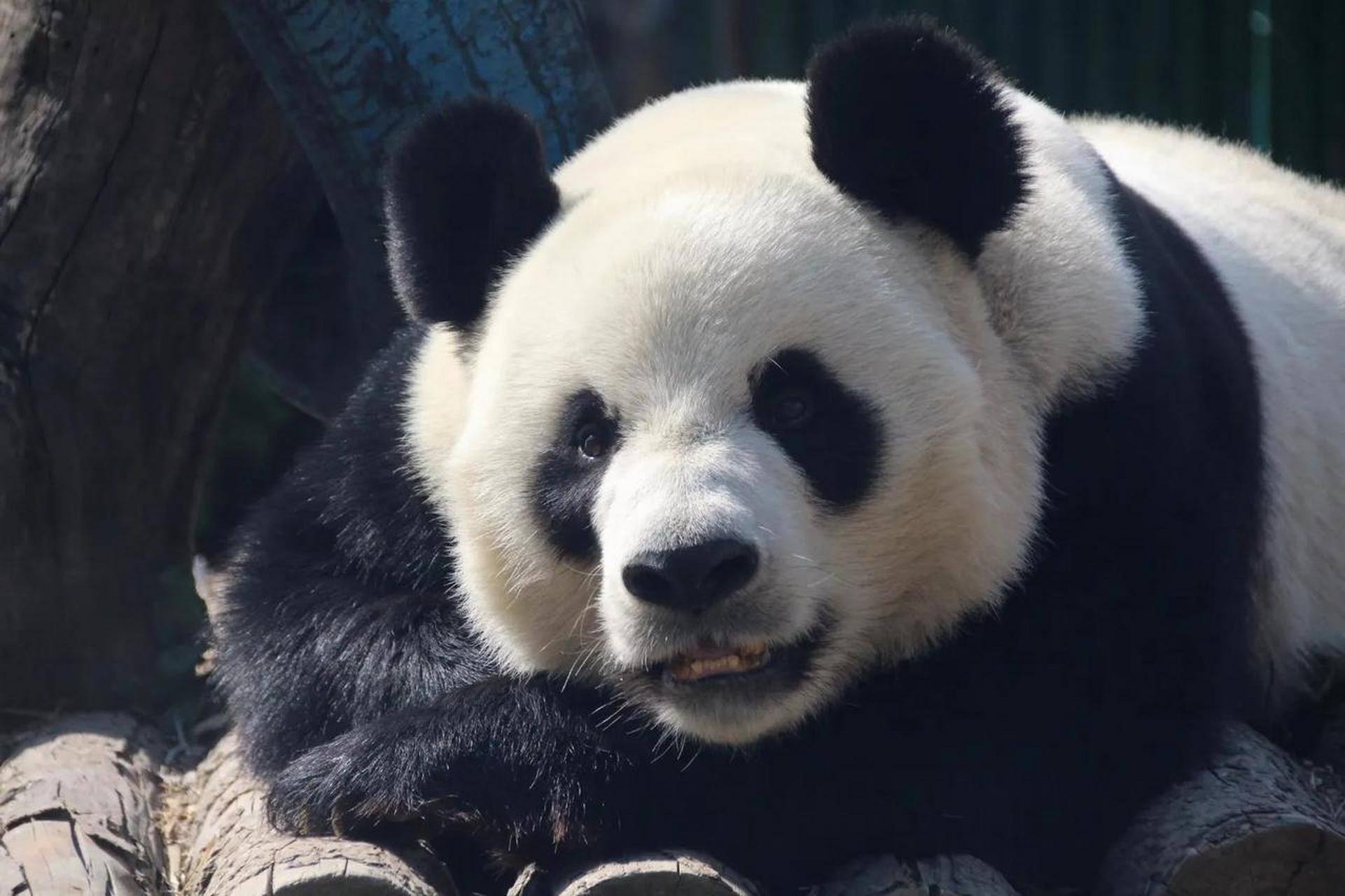 在大熊猫金虎的熊生中,有两个大姑娘让它熊生难忘.