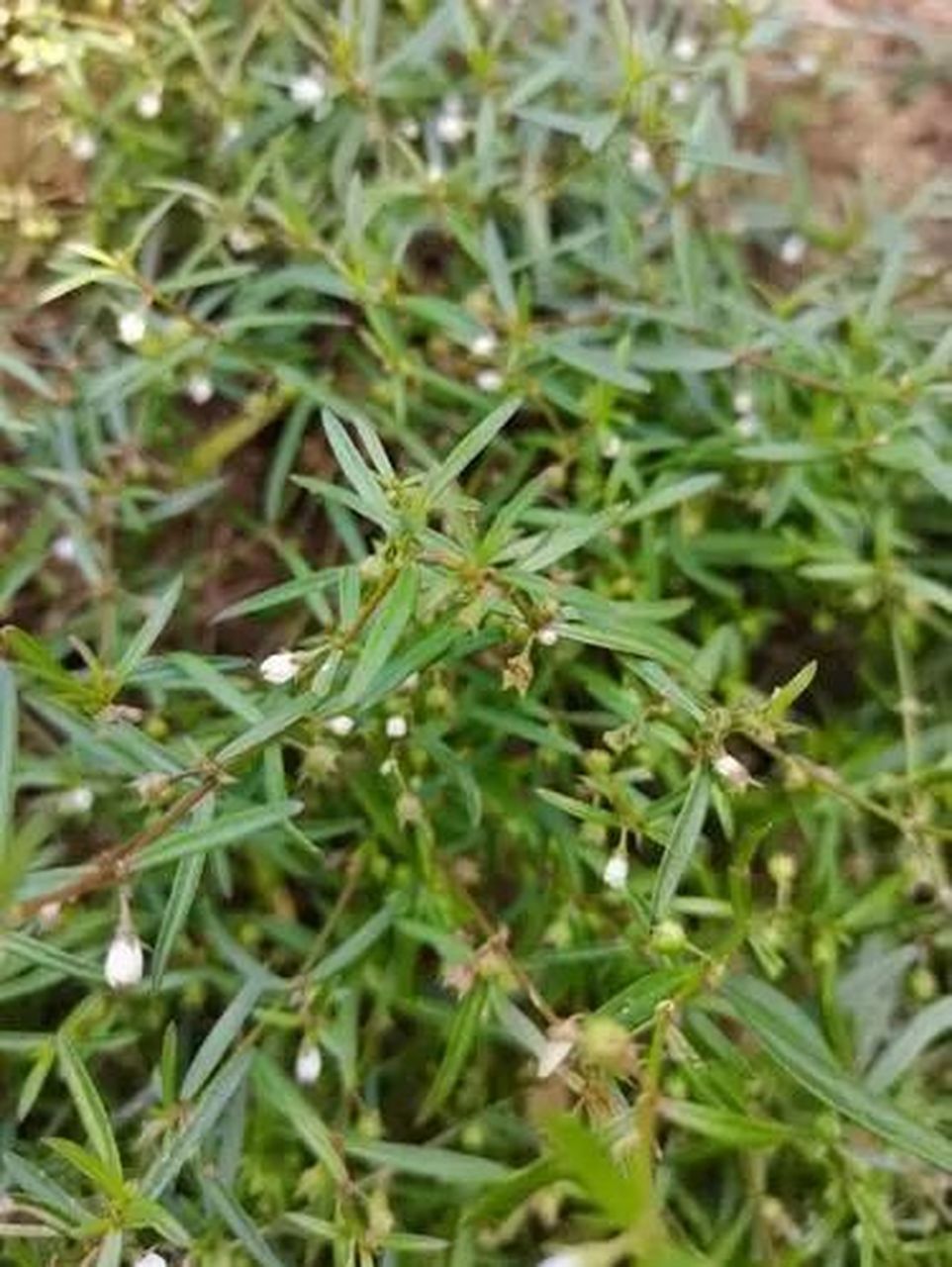 白花蛇吃草草药图片图片