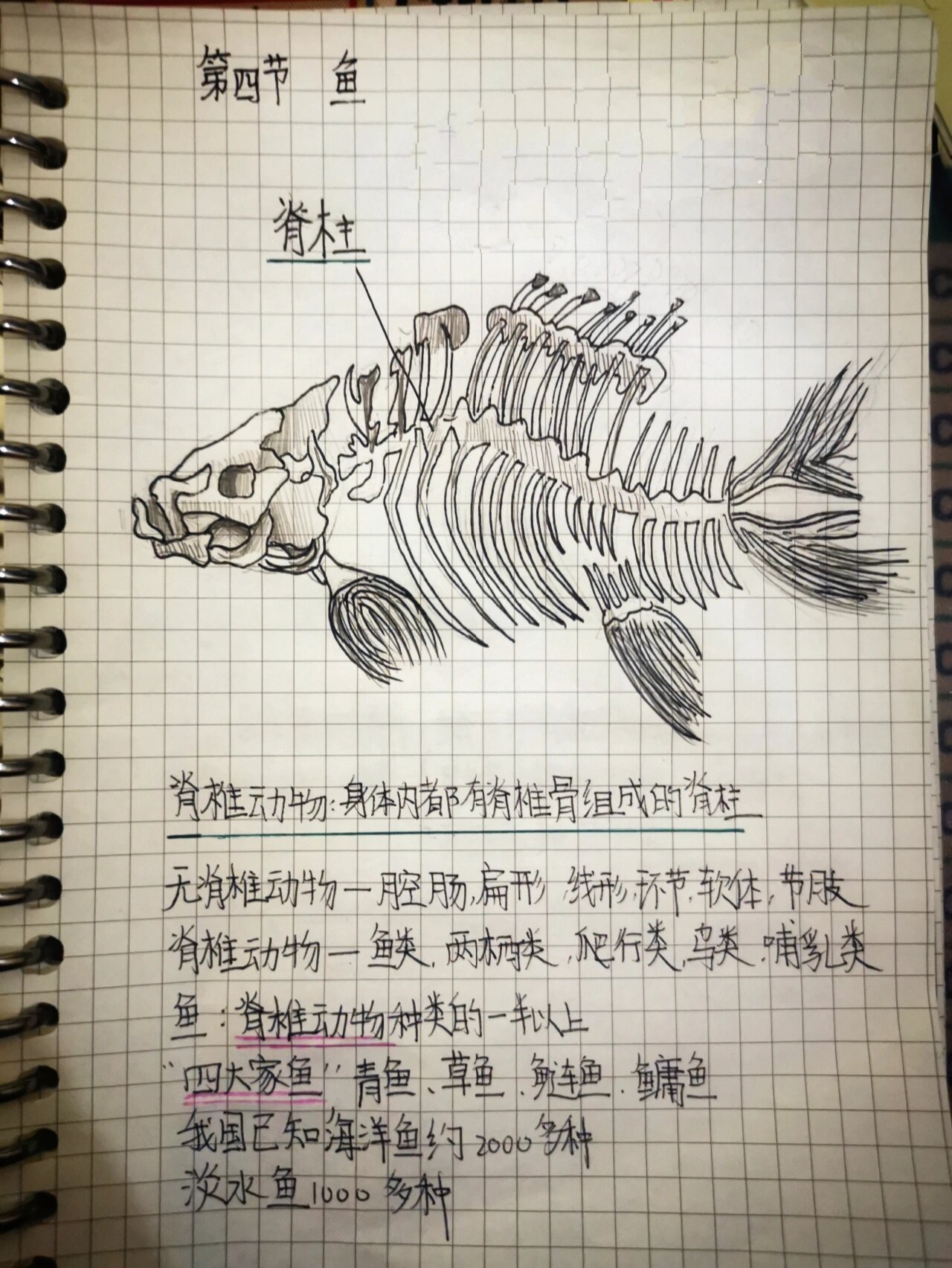 八上生物笔记第一章第四节鱼
