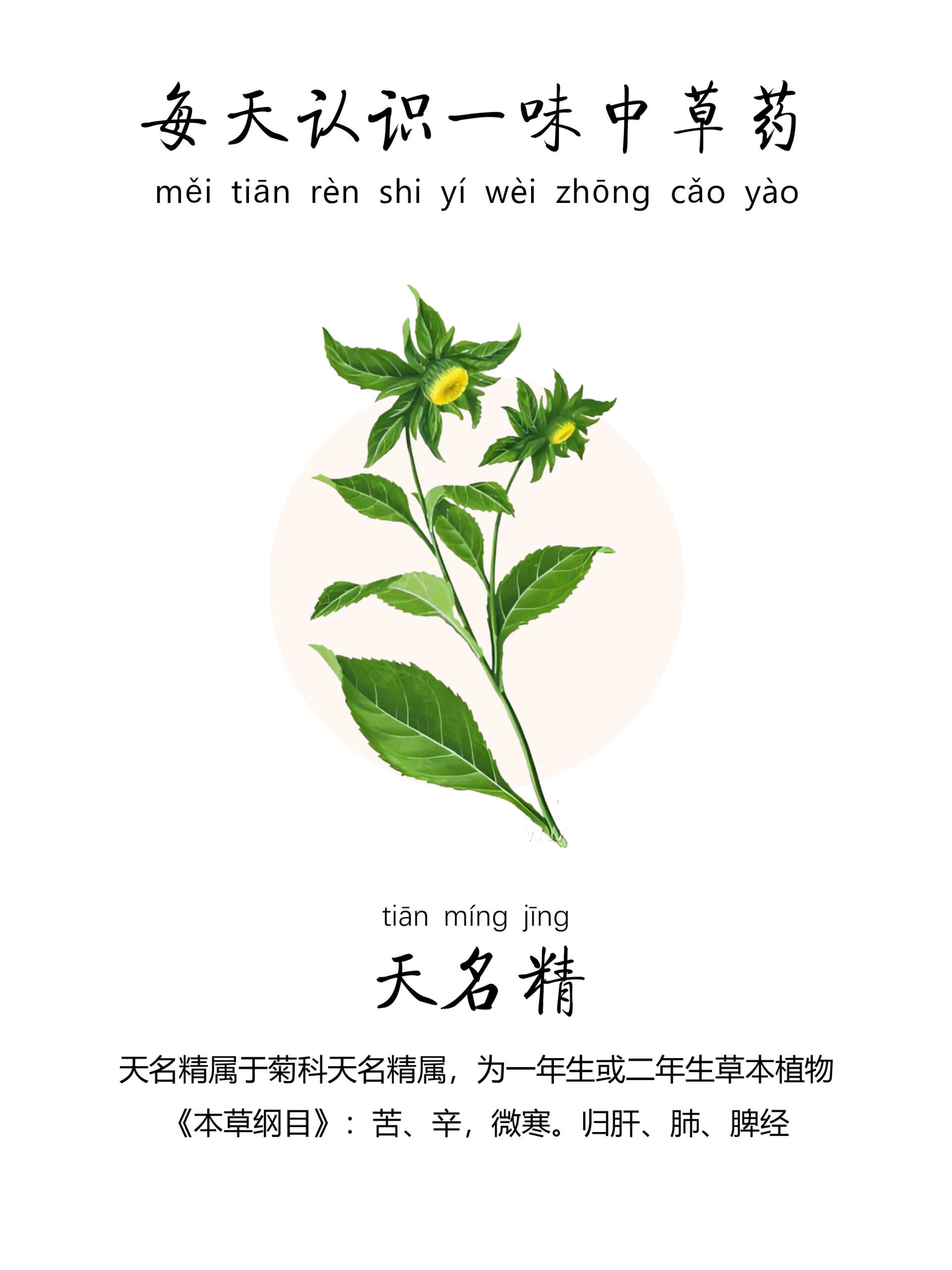 每天认识一味中草药-天名精7815
