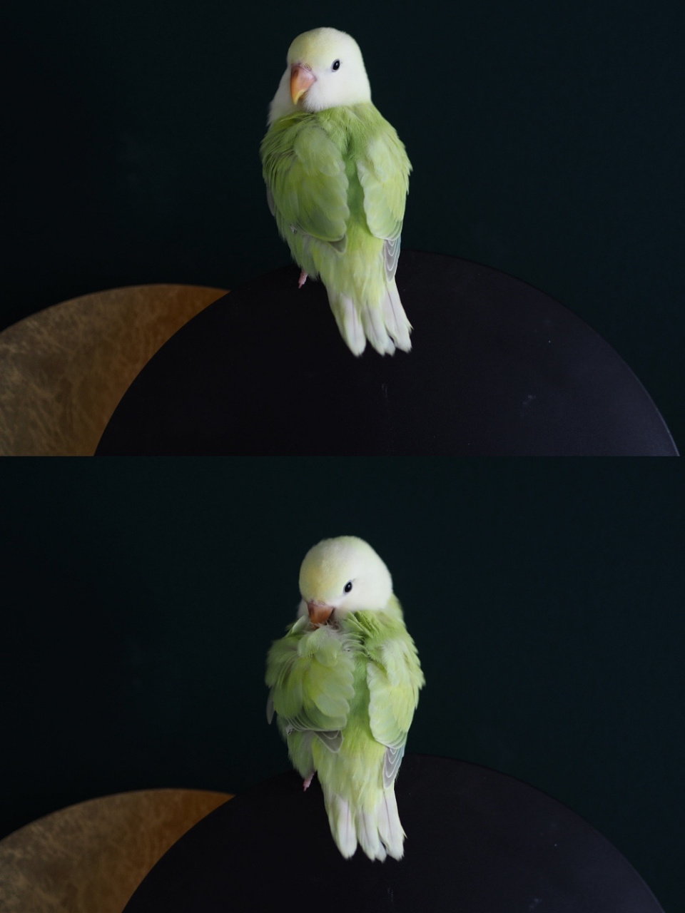 牡丹鹦鹉┃绿绿图鉴!你喜欢哪一种绿!