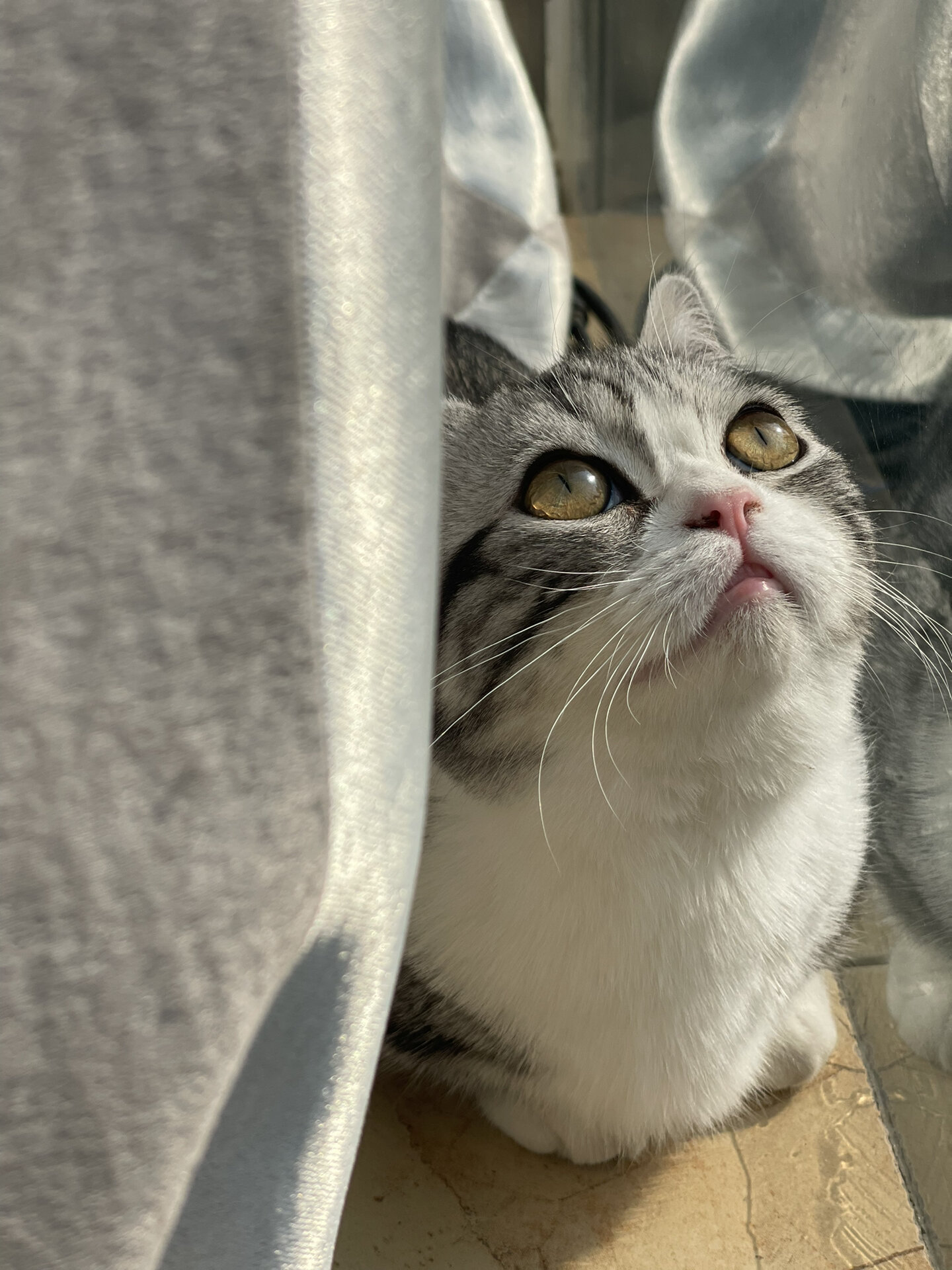 我的美短起司矮脚小猫猫长大啦,六个月的帅