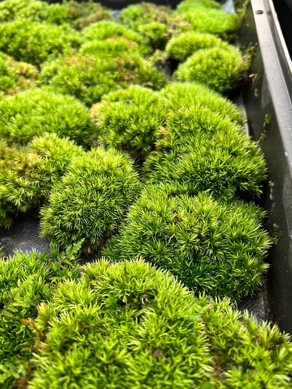 桧叶白发藓的养殖技巧和注意事项 白发藓作为苔藓造景主要素材,已经