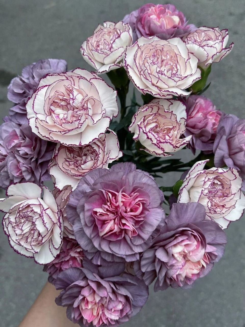 999999稀有品种康乃馨 发货野马康乃馨20支 紫精灵康乃馨20支