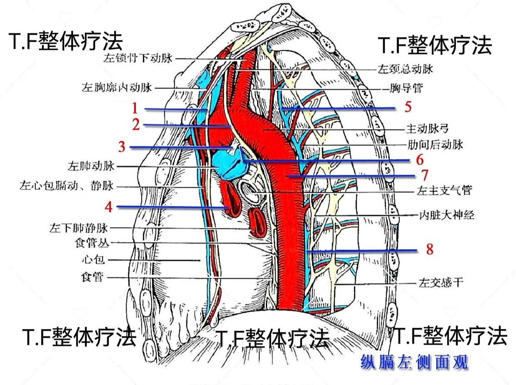 "纵隔"很多人可能没有听过,只听说过横隔 67"纵隔"位于胸廓中,稍稍