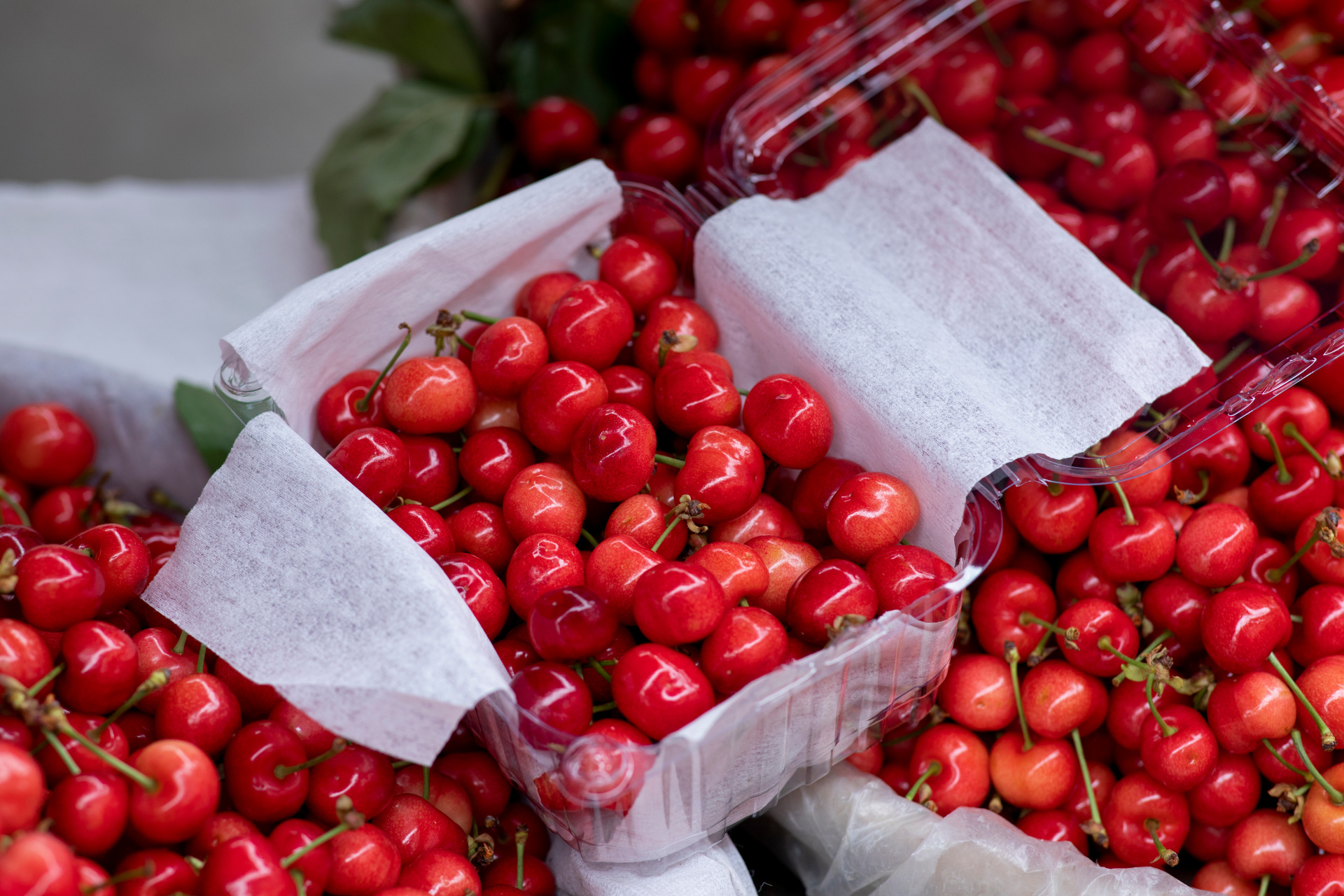 评论里抽十位朋友,每人三斤甘肃天水樱桃,包邮[爱你][心][心][心]
