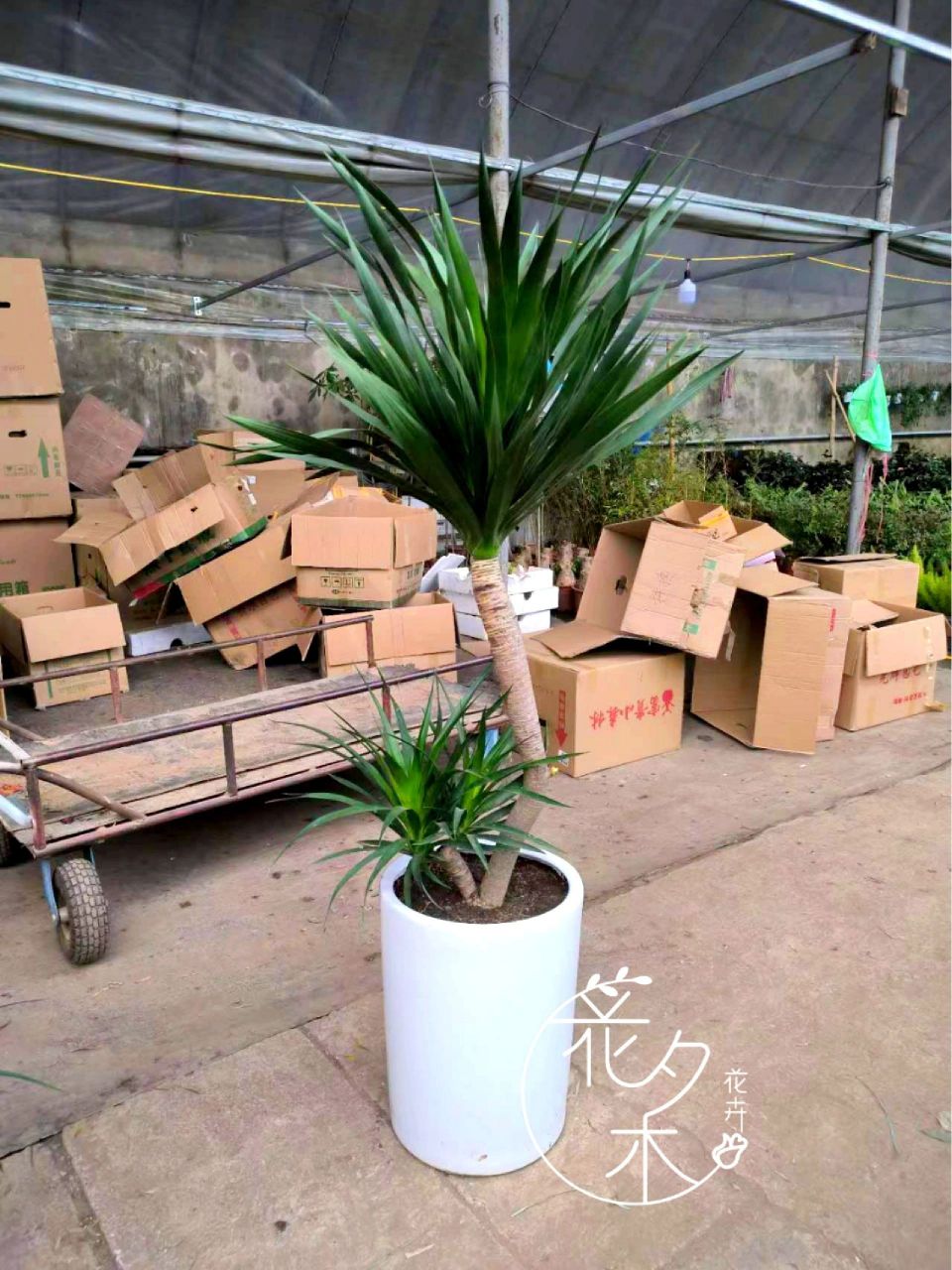 绿植中的"万岁爷"～太空铁龙血树 土壤:喜疏松,肥沃的土壤,需排水性好