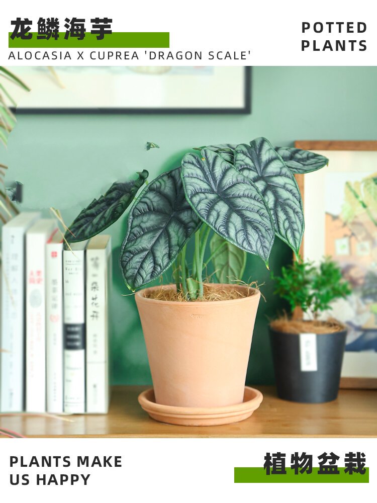 龙鳞海芋|养护小知识95 -00 	 龙鳞海芋是天南星科,海芋属植物 学