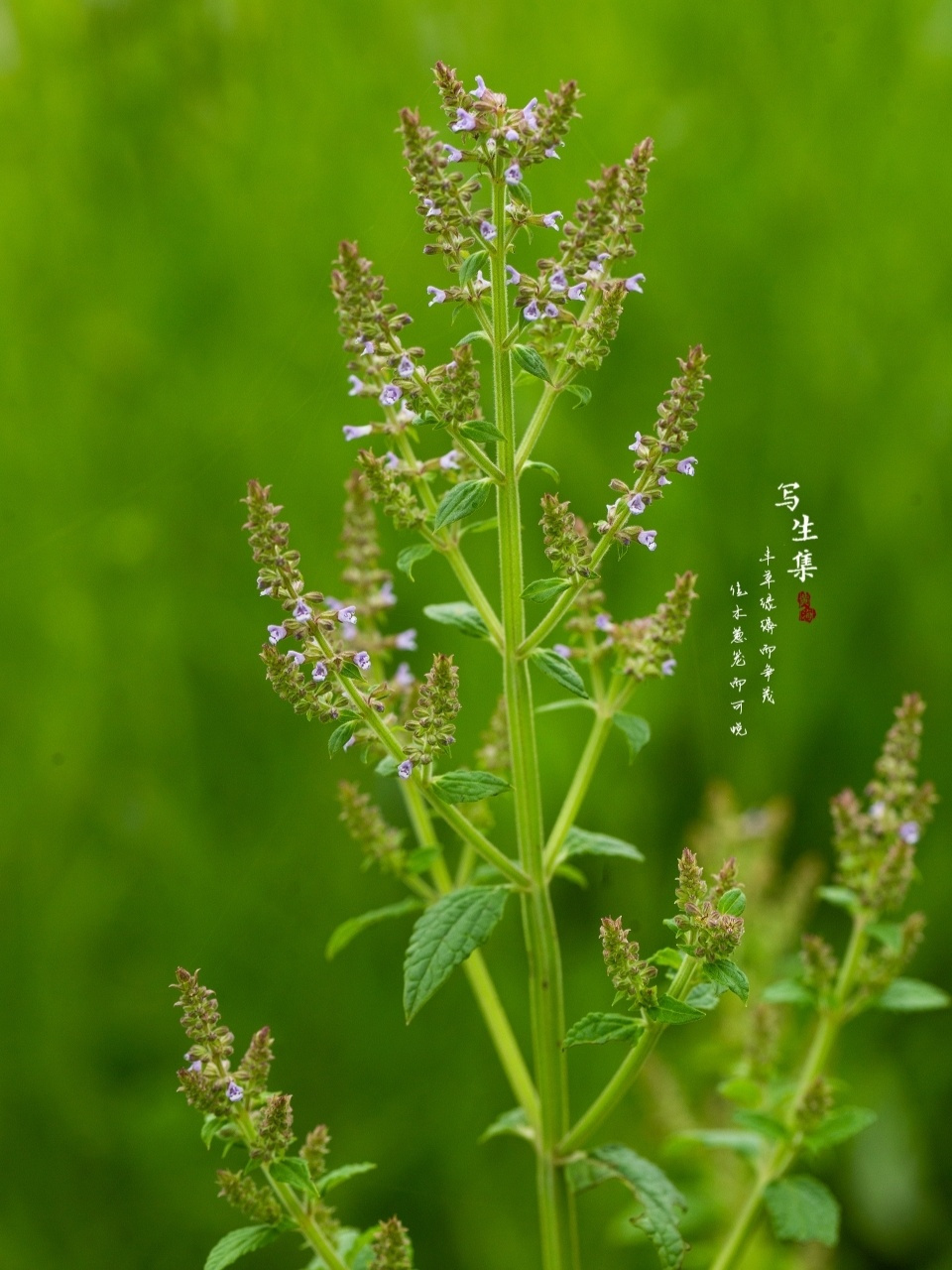 荔枝草 丰草绿缛而争茂, 佳木葱笼而可悦.