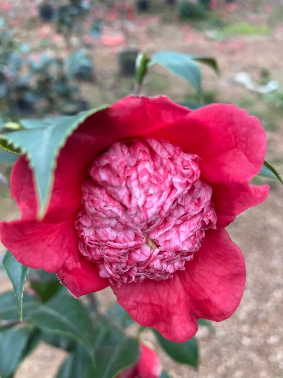 日系茶花之熊谷茶花盆栽 好看的花一定要拿出来与大家分享