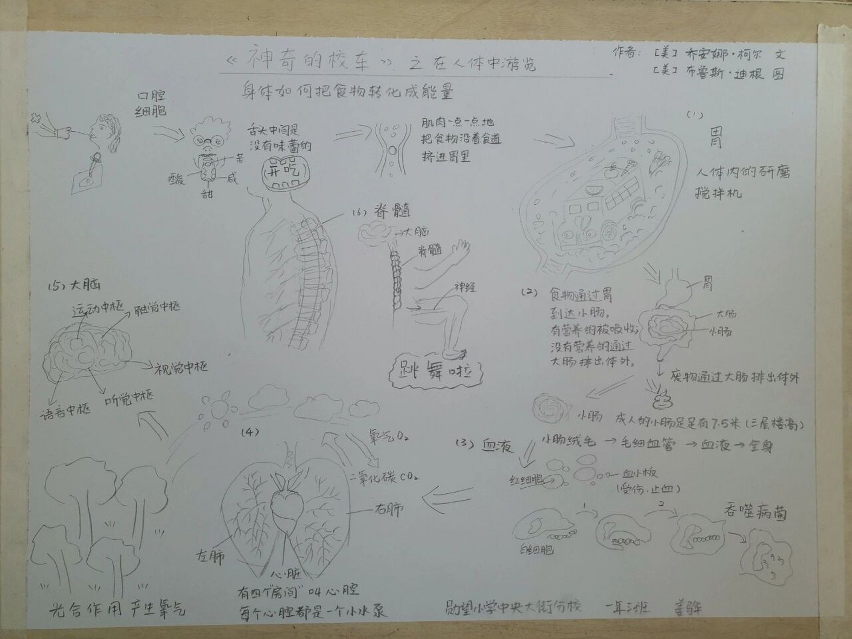 《神奇校车》思维导图可下载打印哦
