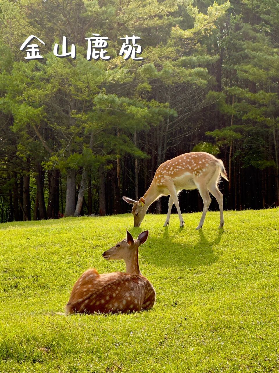 伊春～金山鹿苑|游玩攻略  简介: 金山鹿苑位于黑龙江省-伊春市-金山