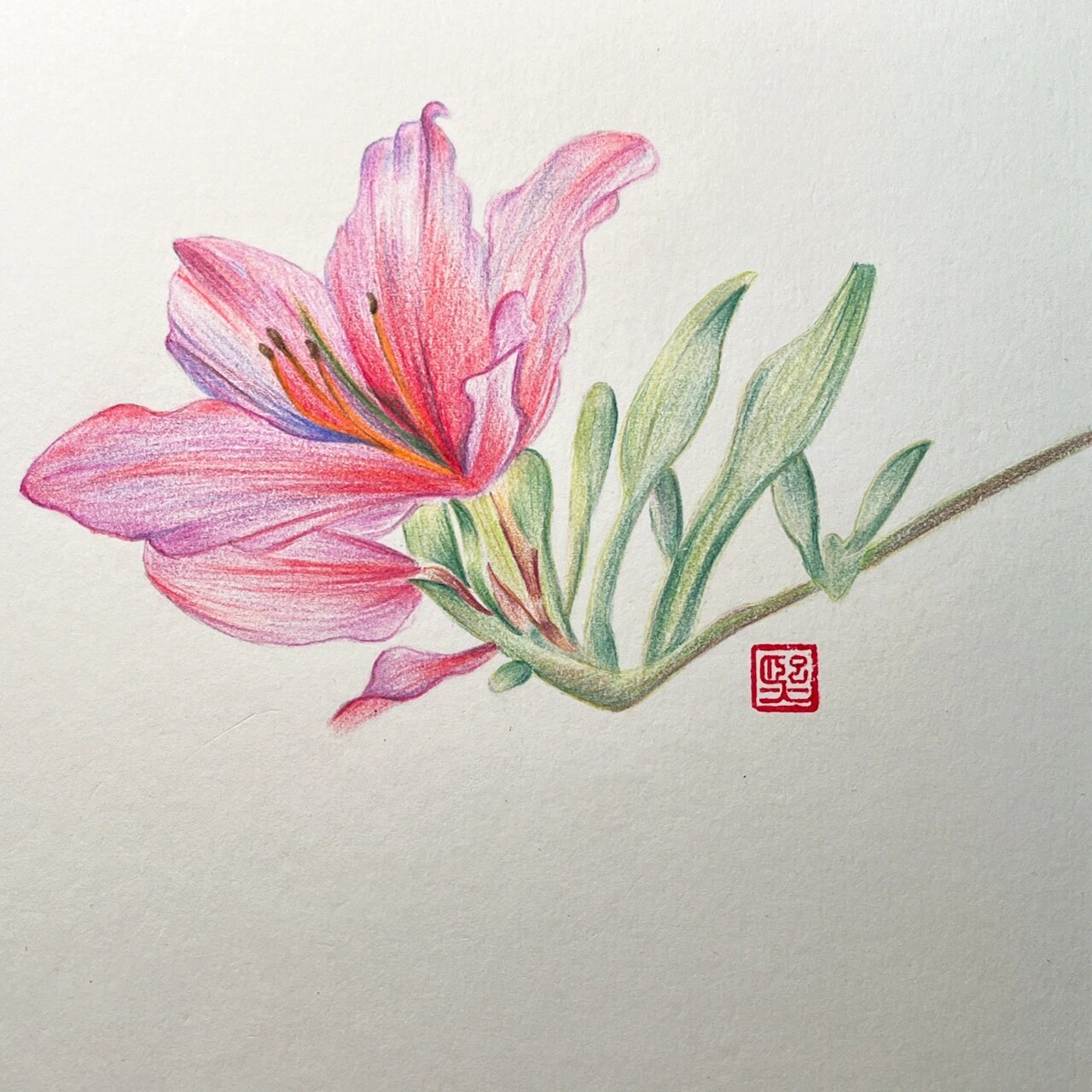 彩铅画 花卉合集