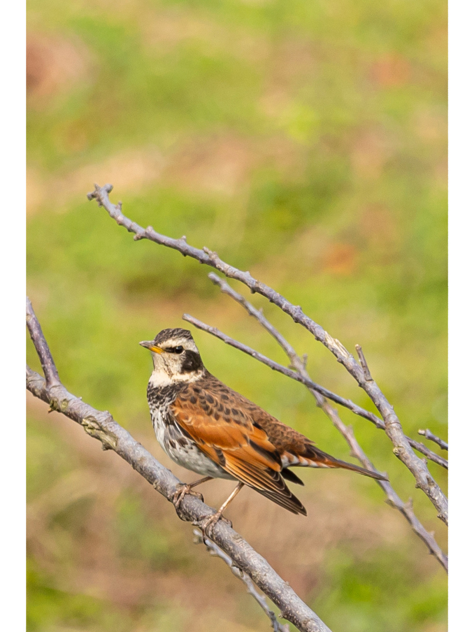 今日野拍-斑鸫 斑鸫(学名:turdus naumanni):中型鸟类,体长20-24厘米.
