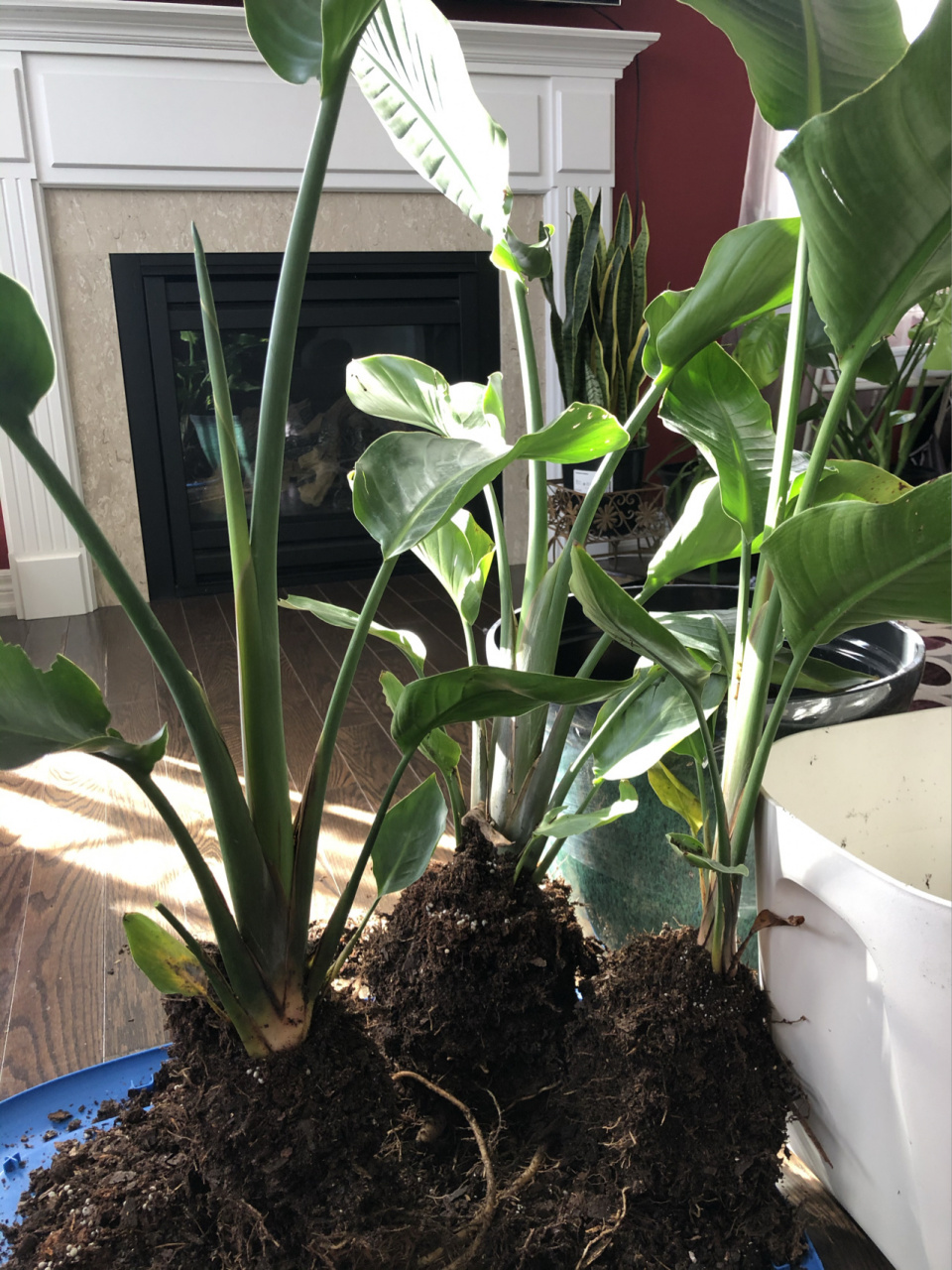 网红植物天堂鸟分株,一盆秒变三盆 前两天花圃买的天堂鸟,60加元一盆