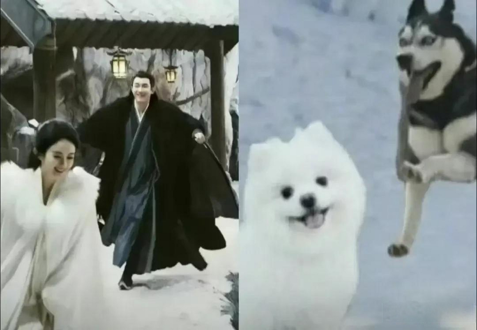 林更新&赵丽颖,哈士奇追博美,太形象!