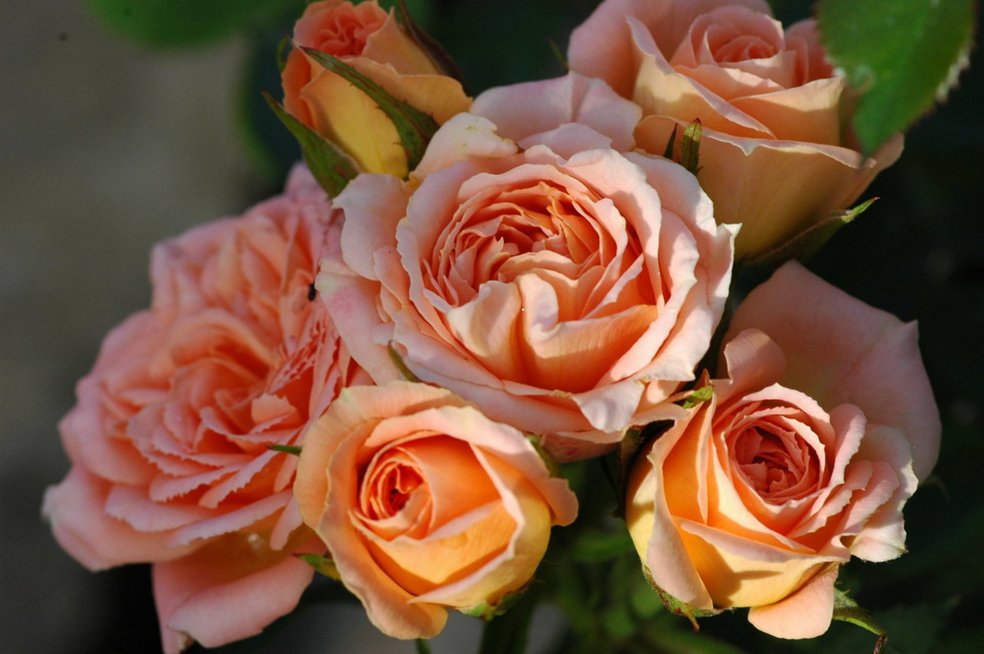 月季"甜梦" 甜梦 sweet dream 育种公司:英国 021987 分类:藤本