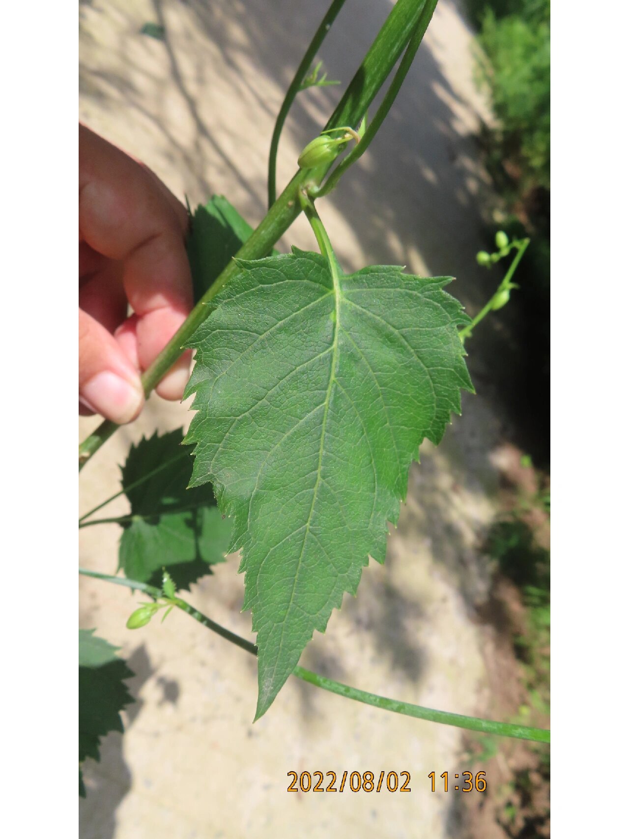 荠苨,桔梗科沙参属多年生草本植物