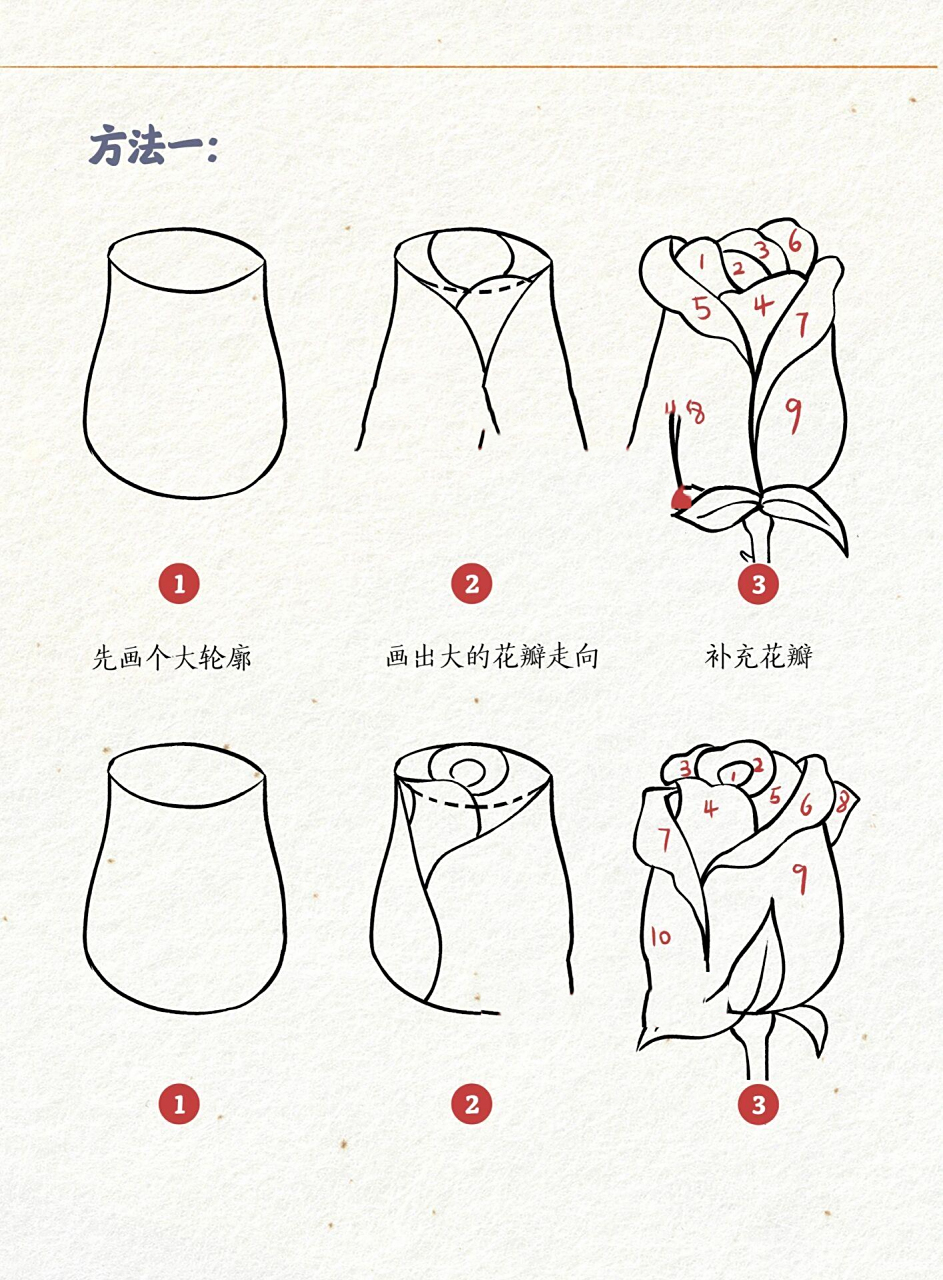 玫瑰花的画法 | 多角度线稿 | 绘画教程 练习了一下画玫瑰花,玫瑰花