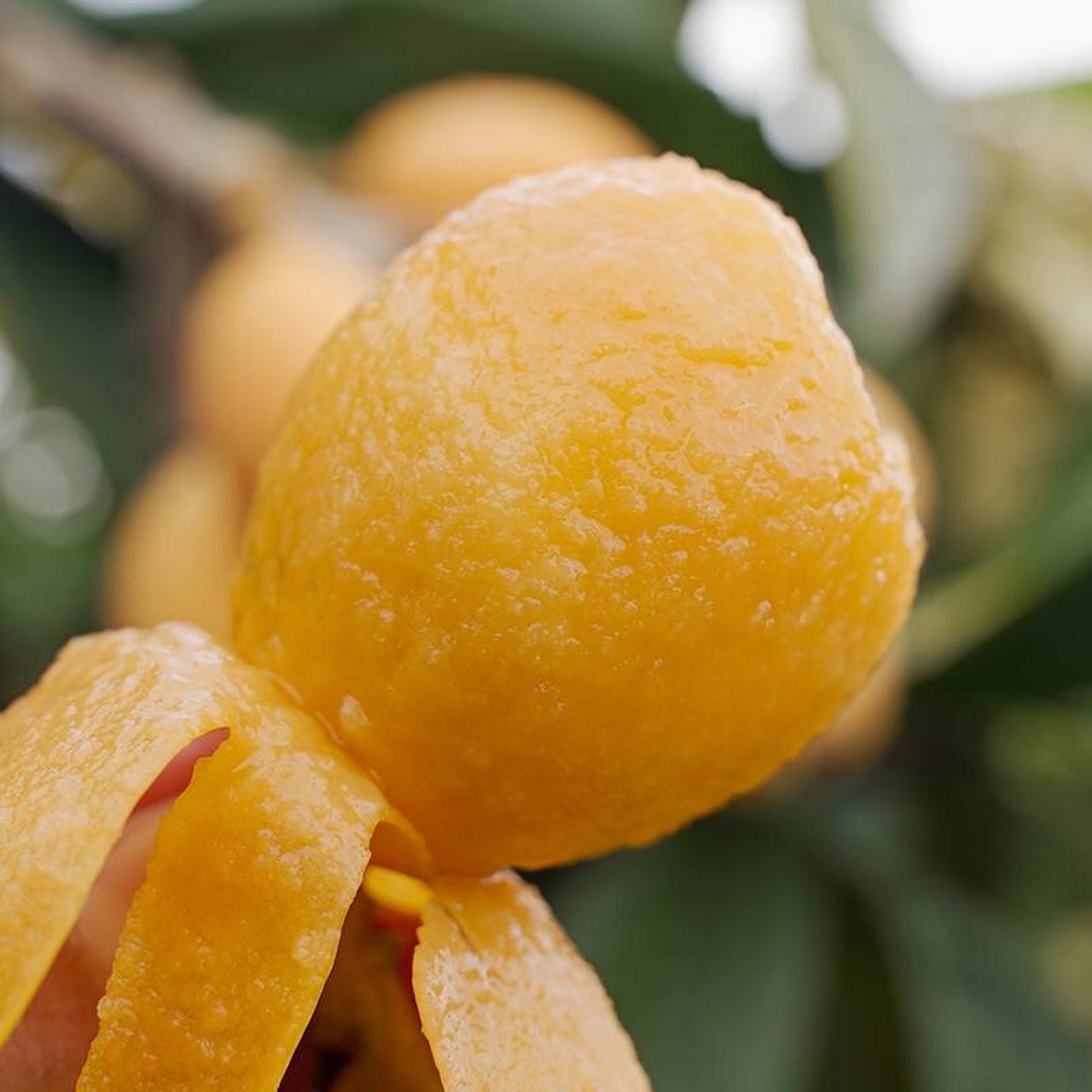 米易早钟枇杷 开春就能尝到的头茬鲜"米易枇杷"来啦~鲜甜爽滑,每年开