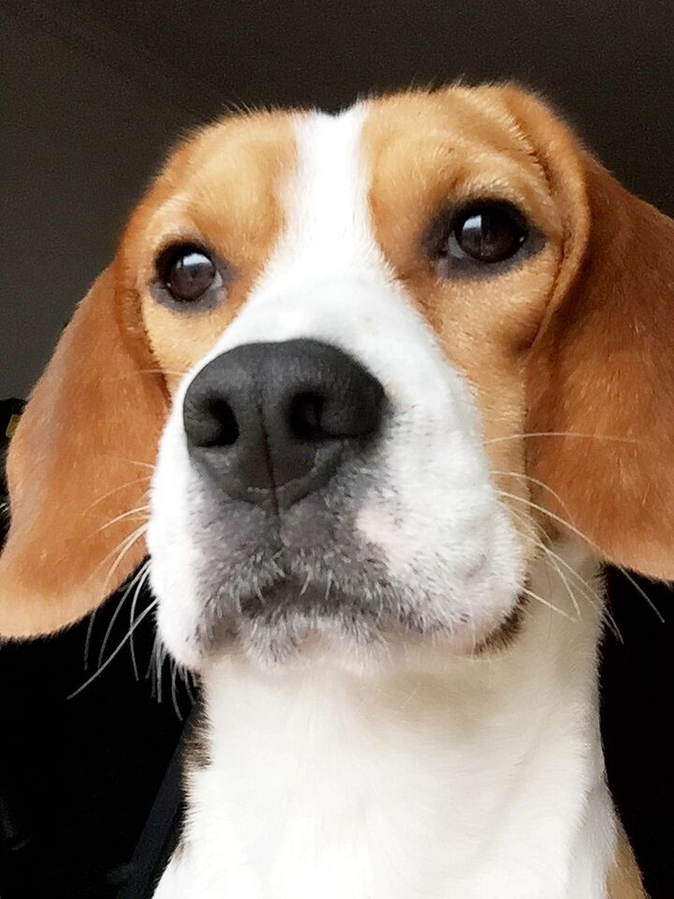 比格犬——实验用犬 比格犬是一种中型犬,原名米格鲁猎兔犬,他们的的