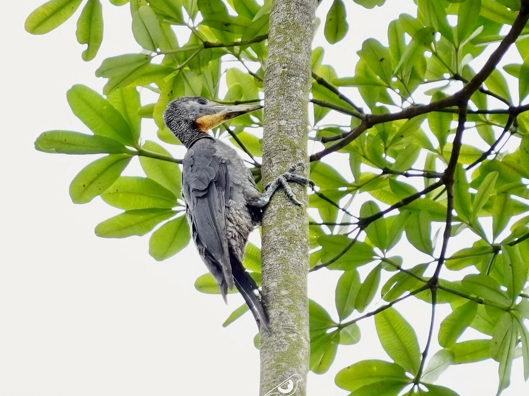 新加坡观鸟——大灰啄木鸟 这期介绍一下世界上现存最大的啄木鸟